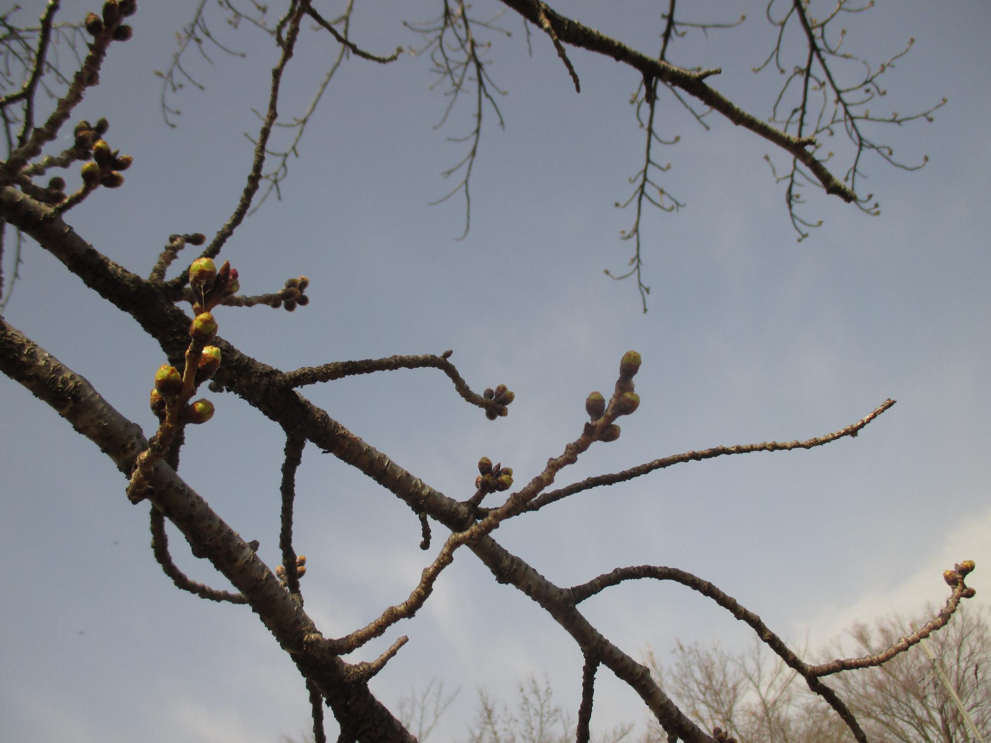 ３月１６日　玉穂ふるさとふれあい広場開花状況