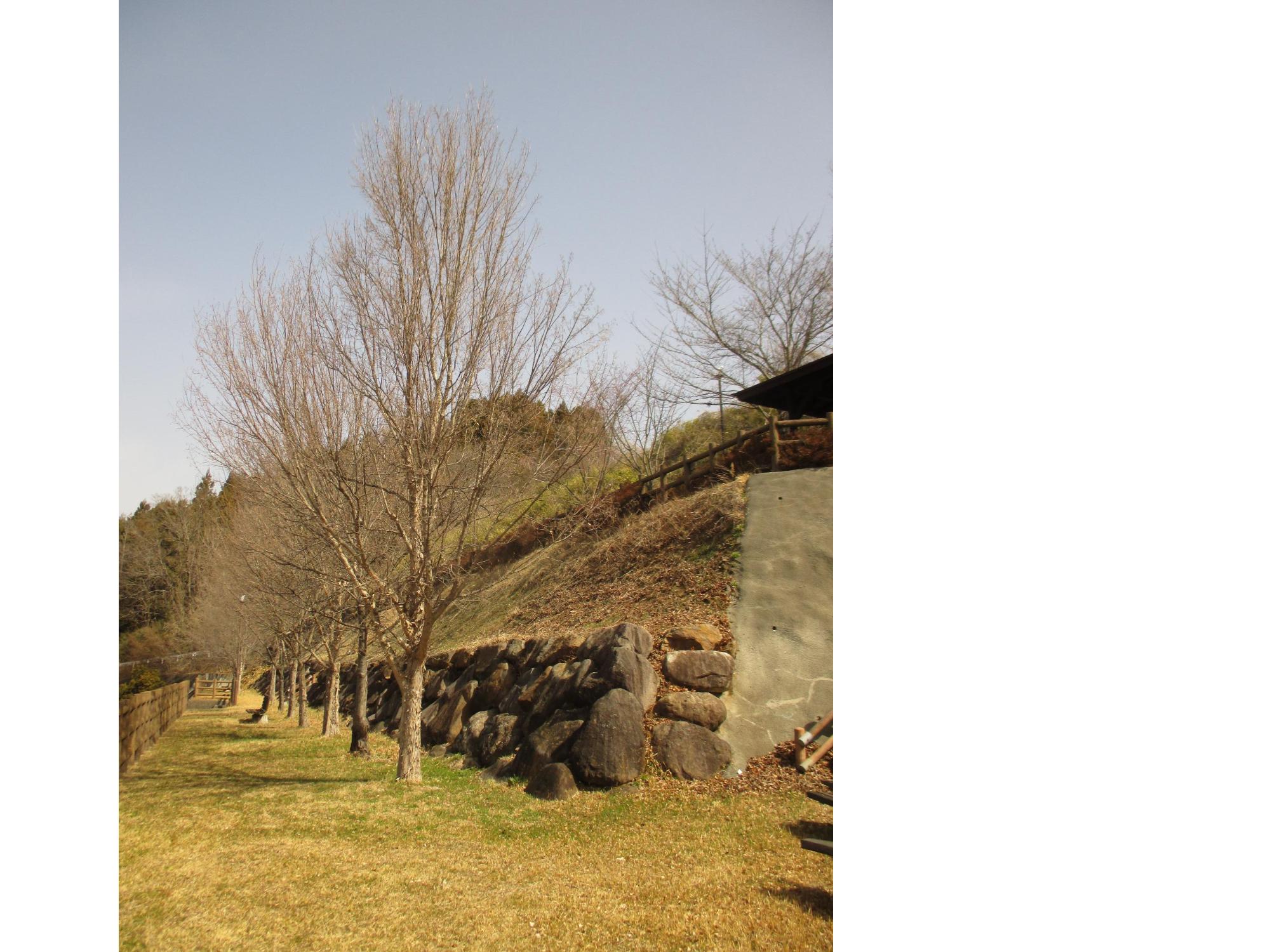 ３月１６日　眺望公園開花状況