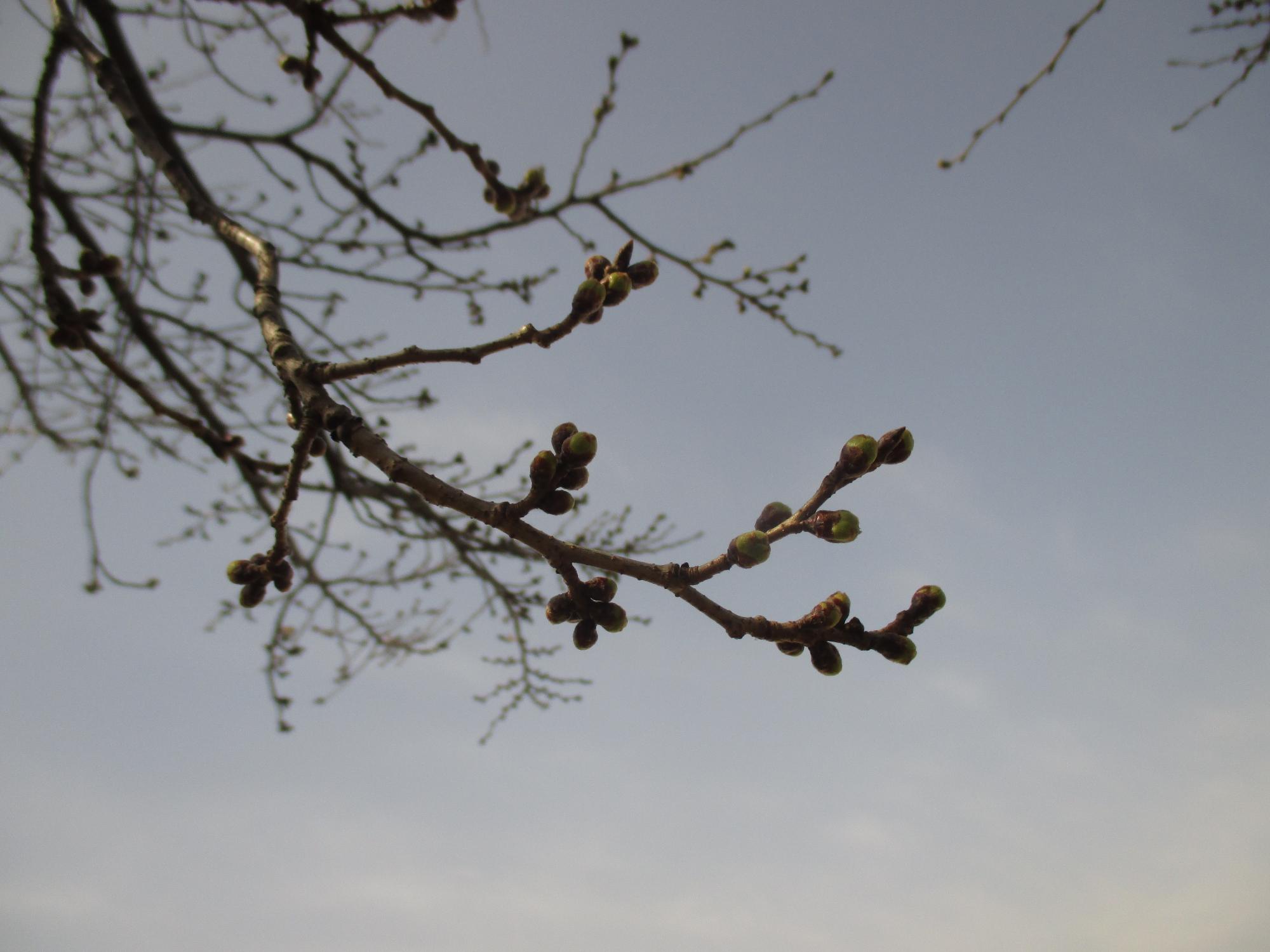 ３月１６日　眺望の公園開花状況