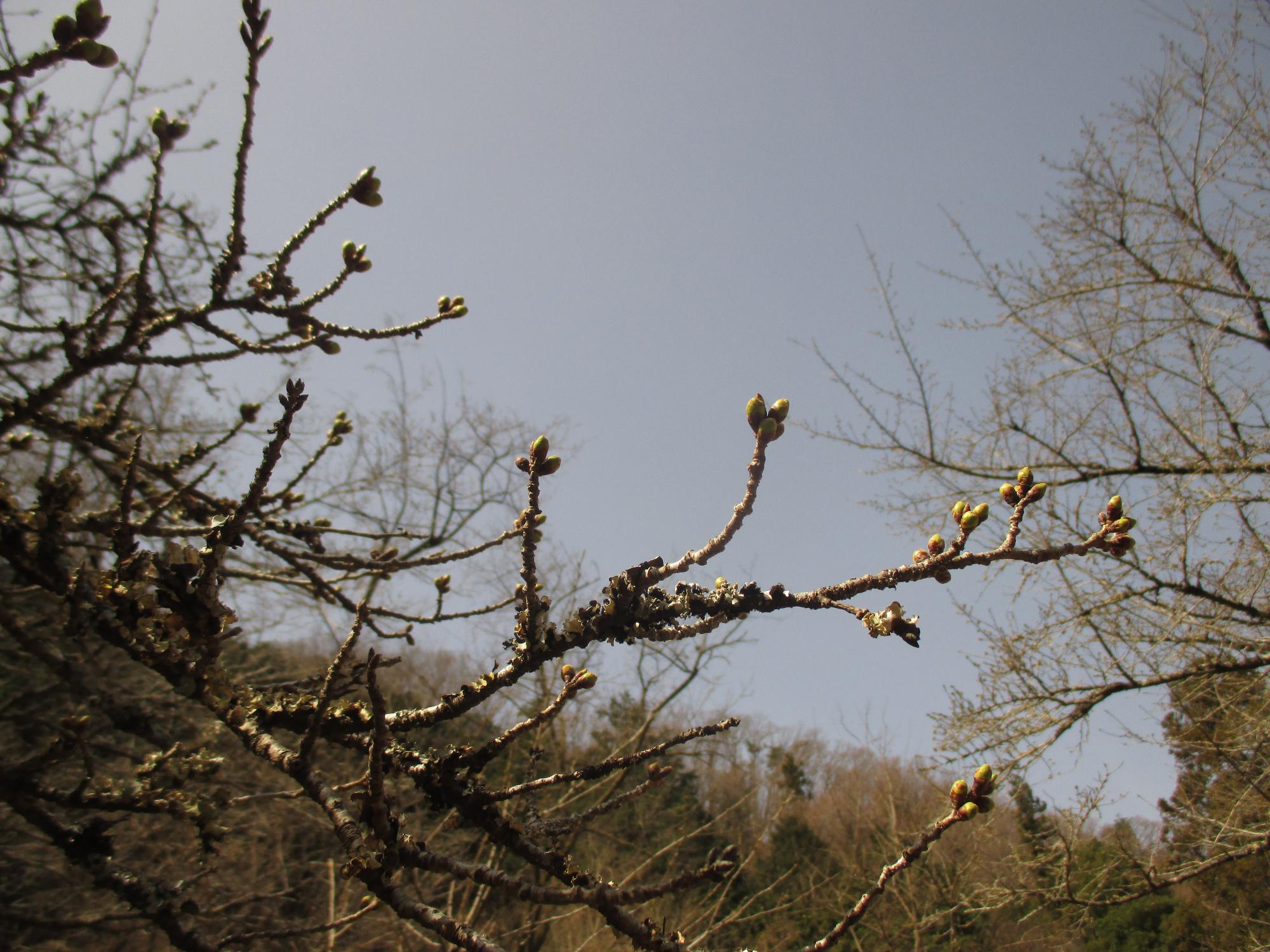 ３月１６日　山の神千本桜開花状況