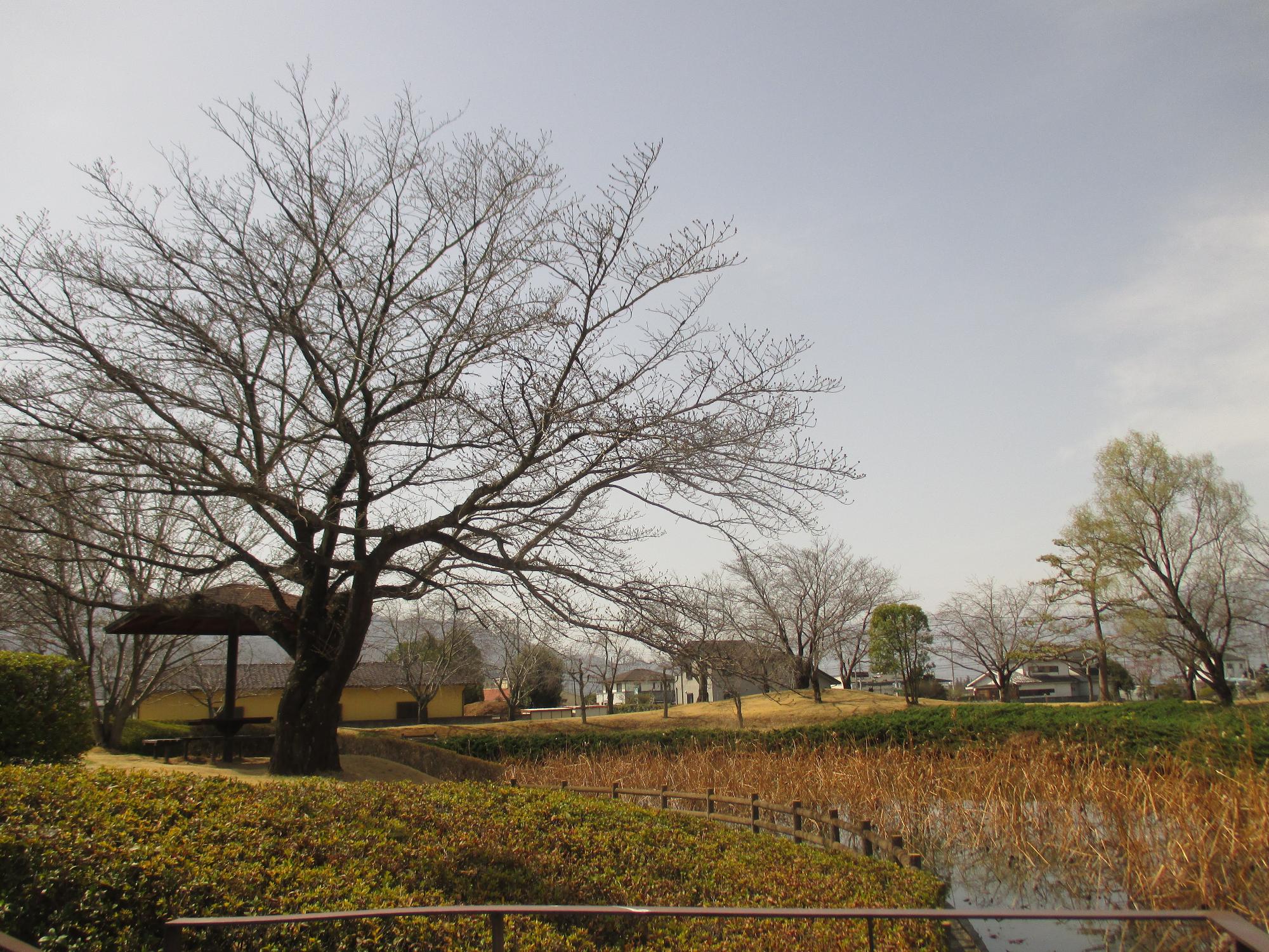 ３月１７日　玉穂ふるさとふれあい広場開花状況