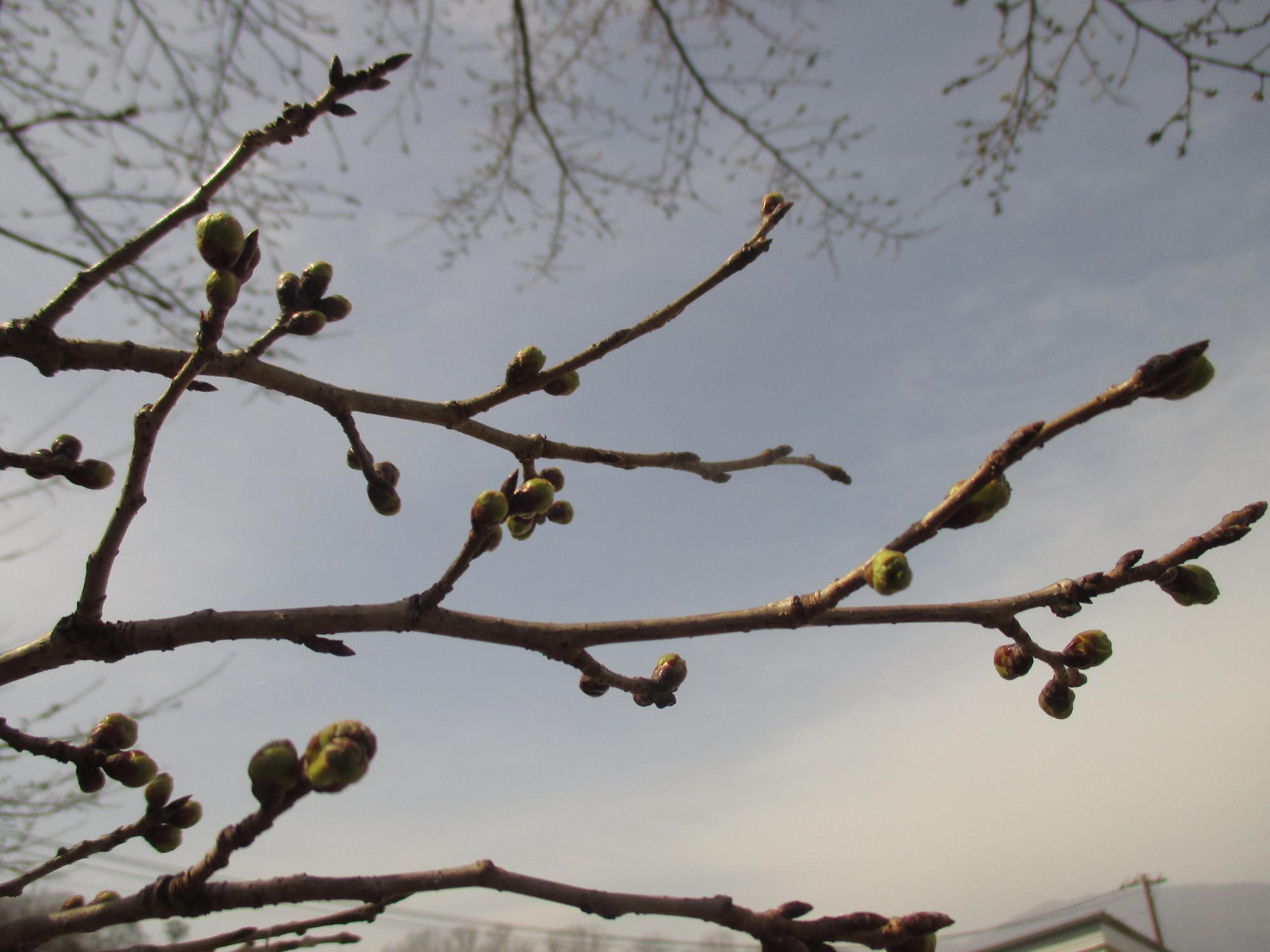 ３月１７日　神明の丘眺望公園開花状況