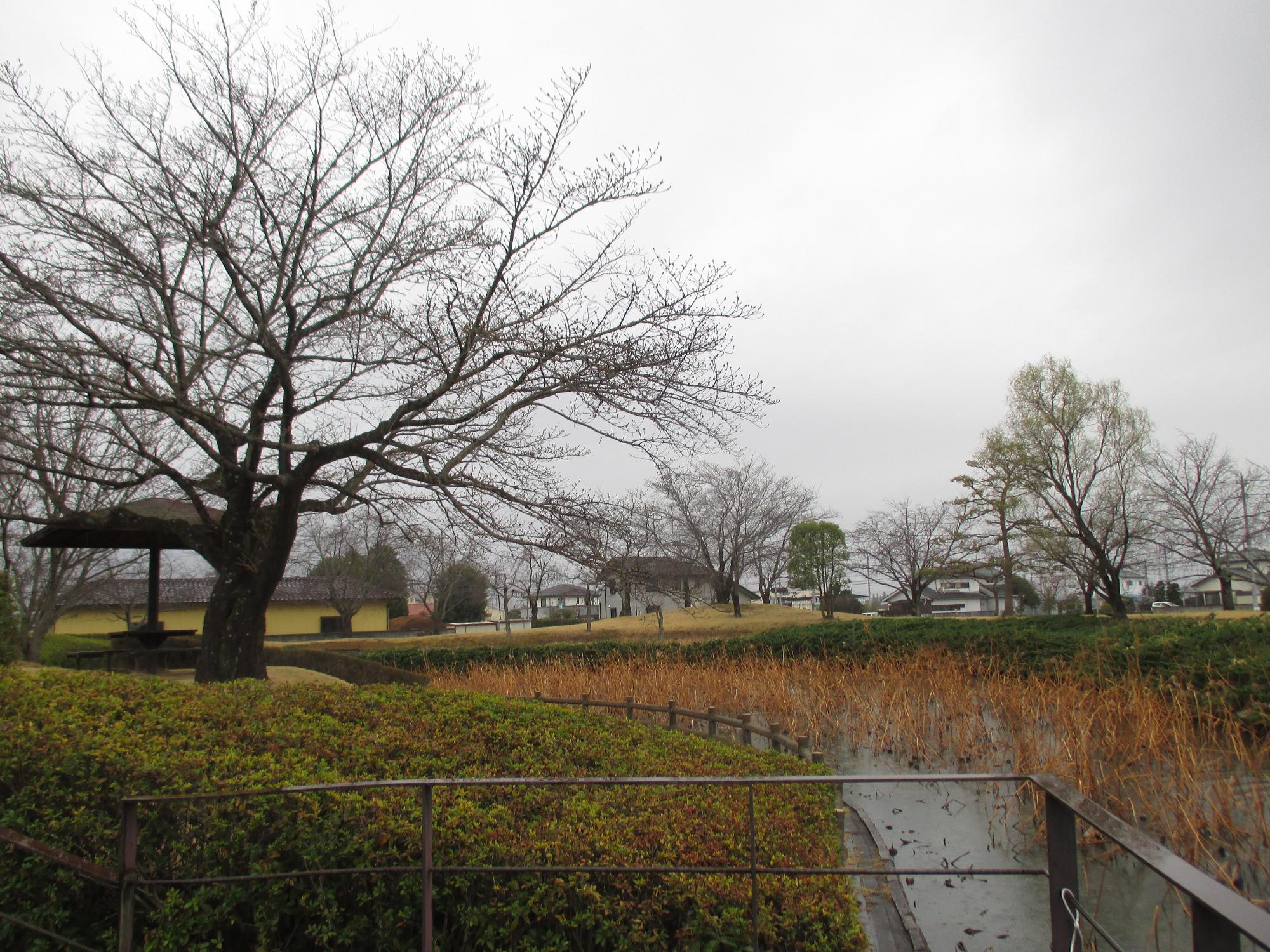 ３月１８日　玉穂ふるさとふれあい広場開花状況