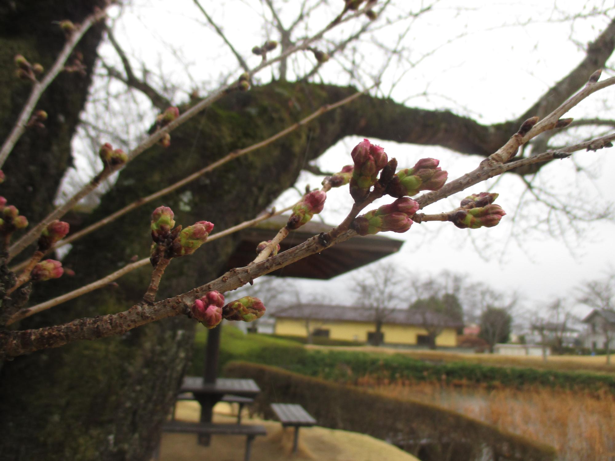 ３月１８日　玉穂ふるさとふれあい広場開花状況