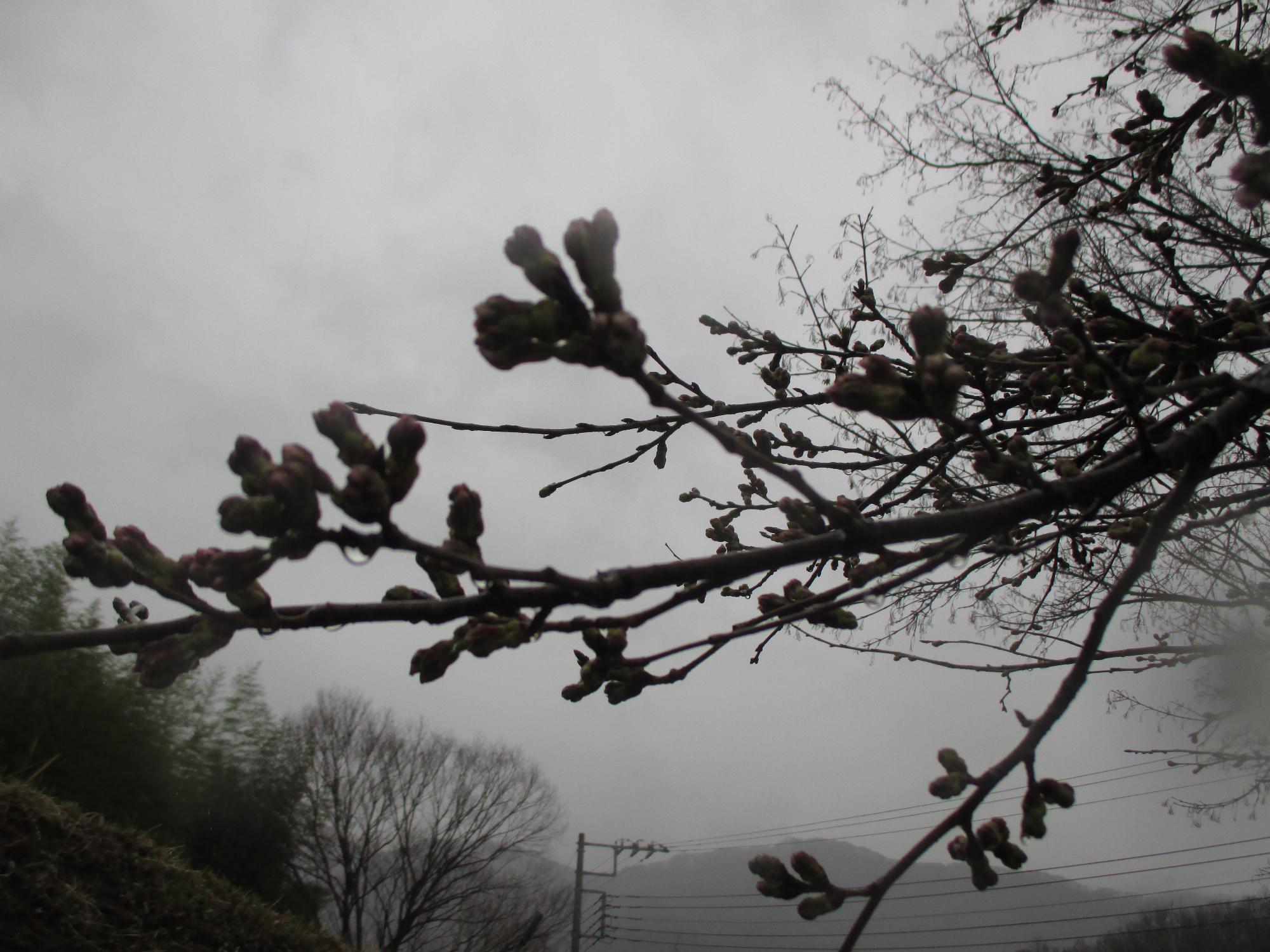 ３月１８日　神明の丘眺望公園開花状況