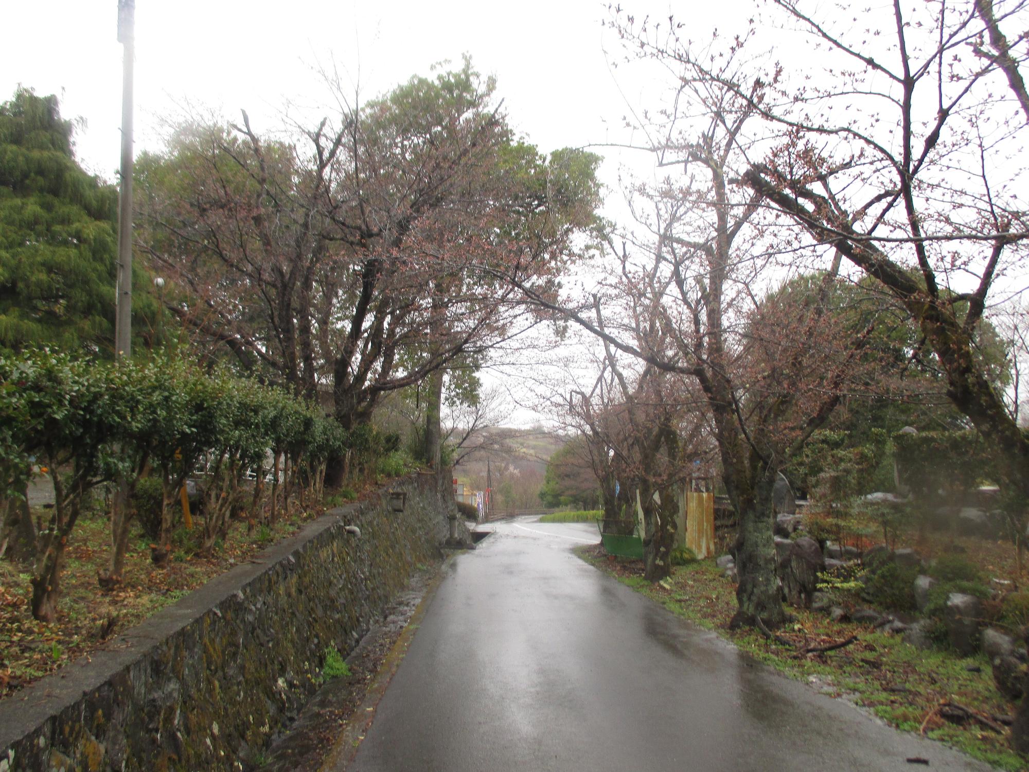 ３月１８日　シルクの里周辺開花状況