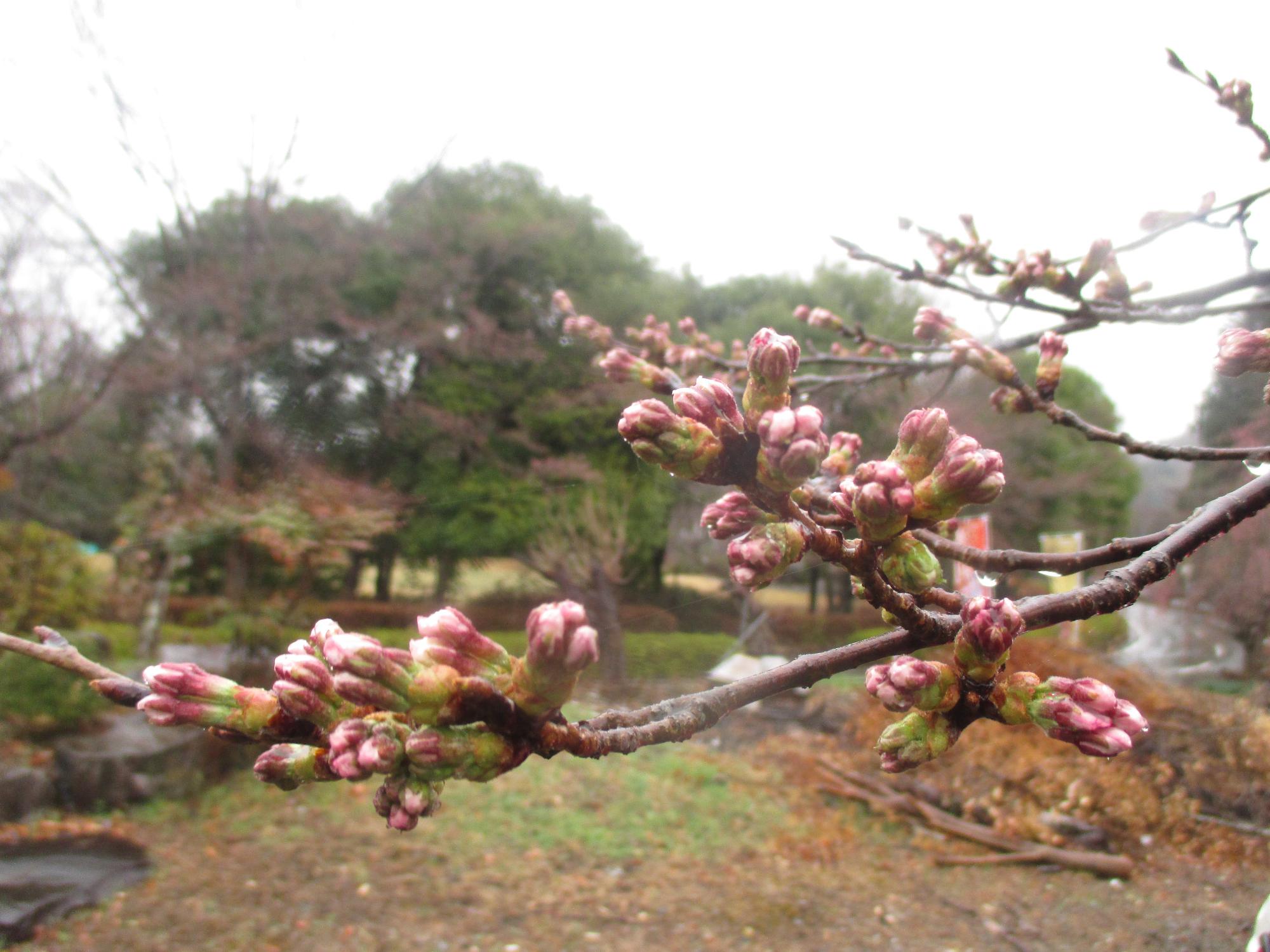 ３月１８日　シルクの里周辺桜開花状況