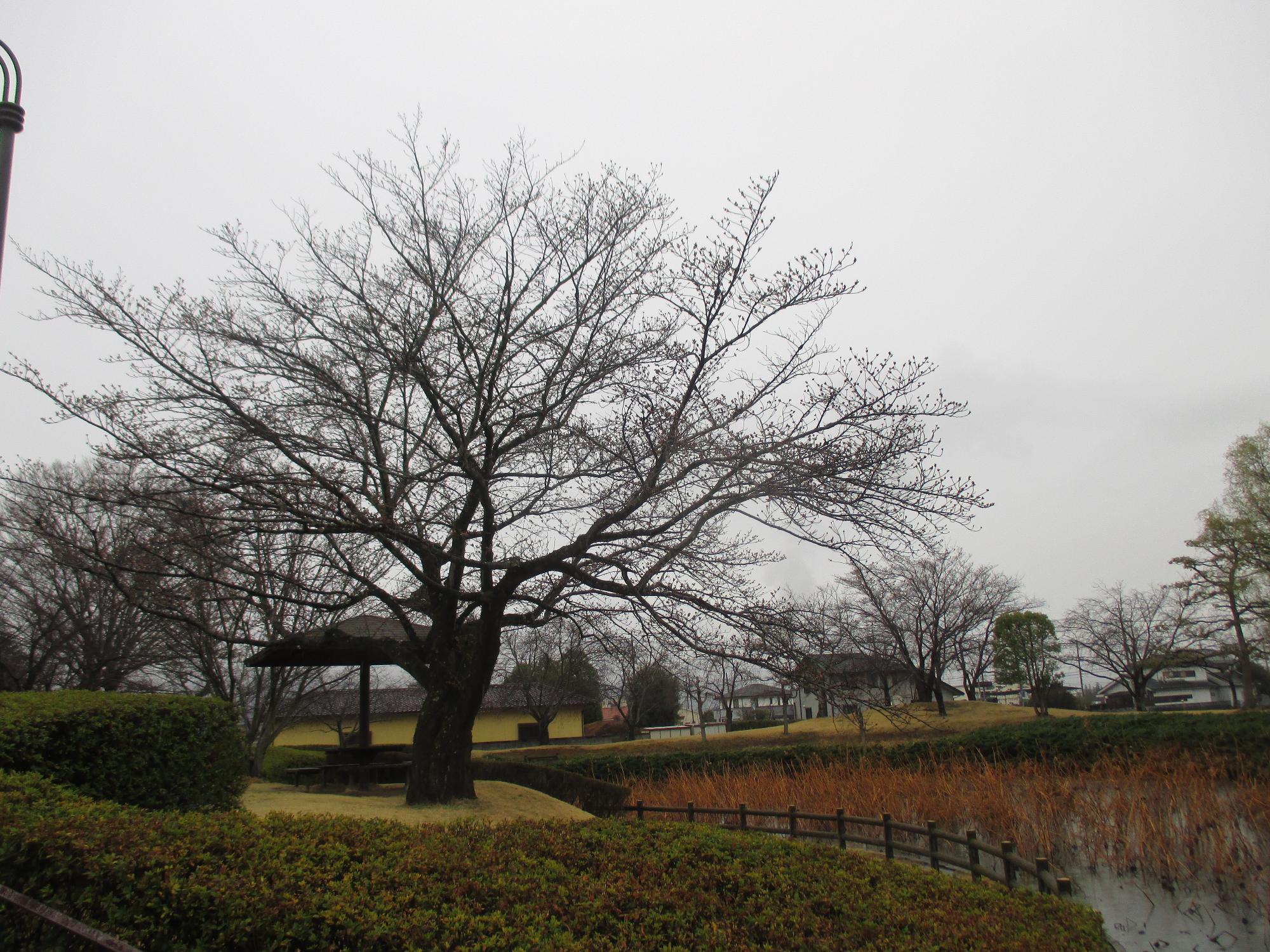 ３月２２日　玉穂ふるさとふれあい広場開花状況