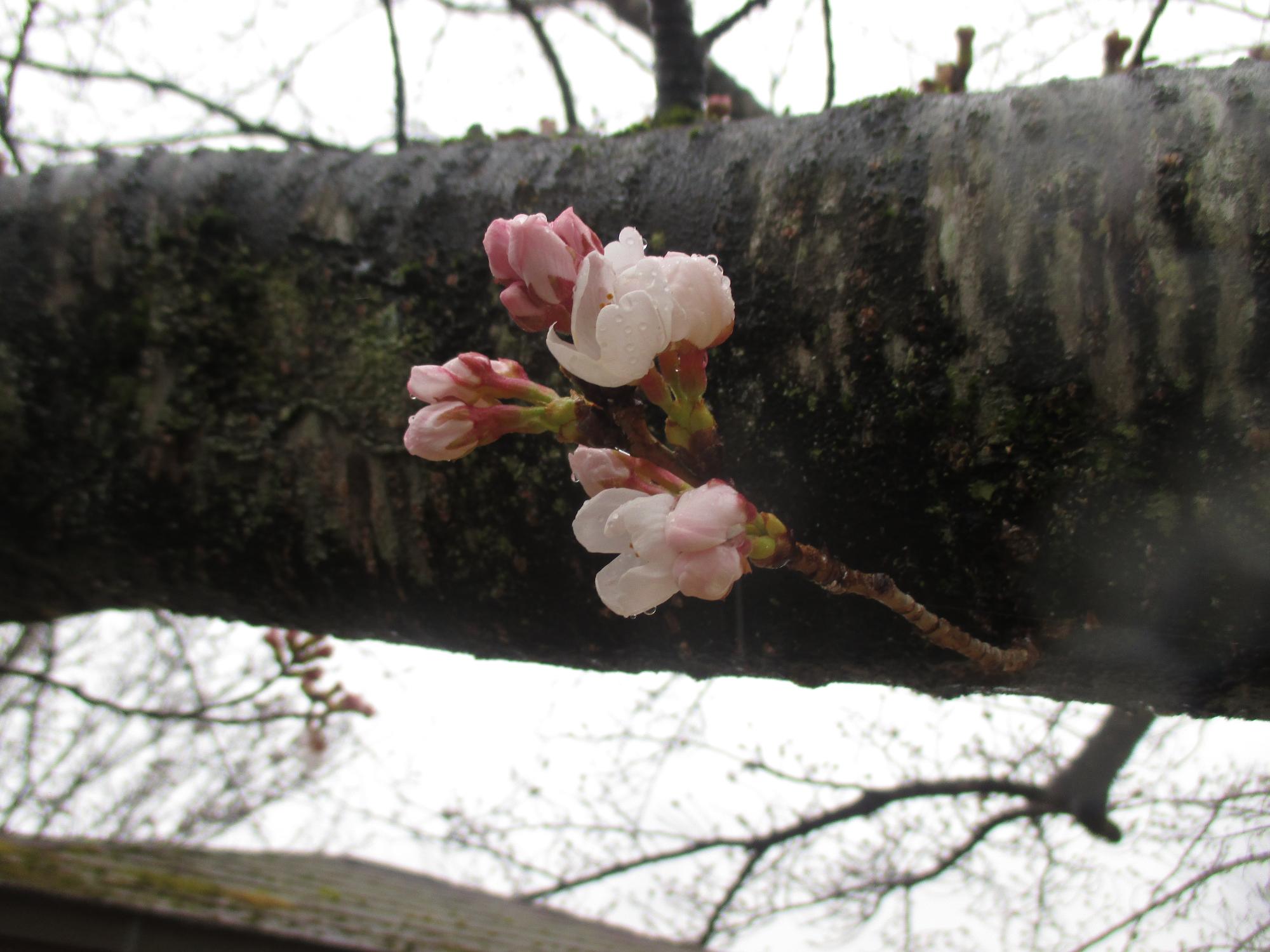 ３月２２日　玉穂ふるさとふれあい広場開花状況