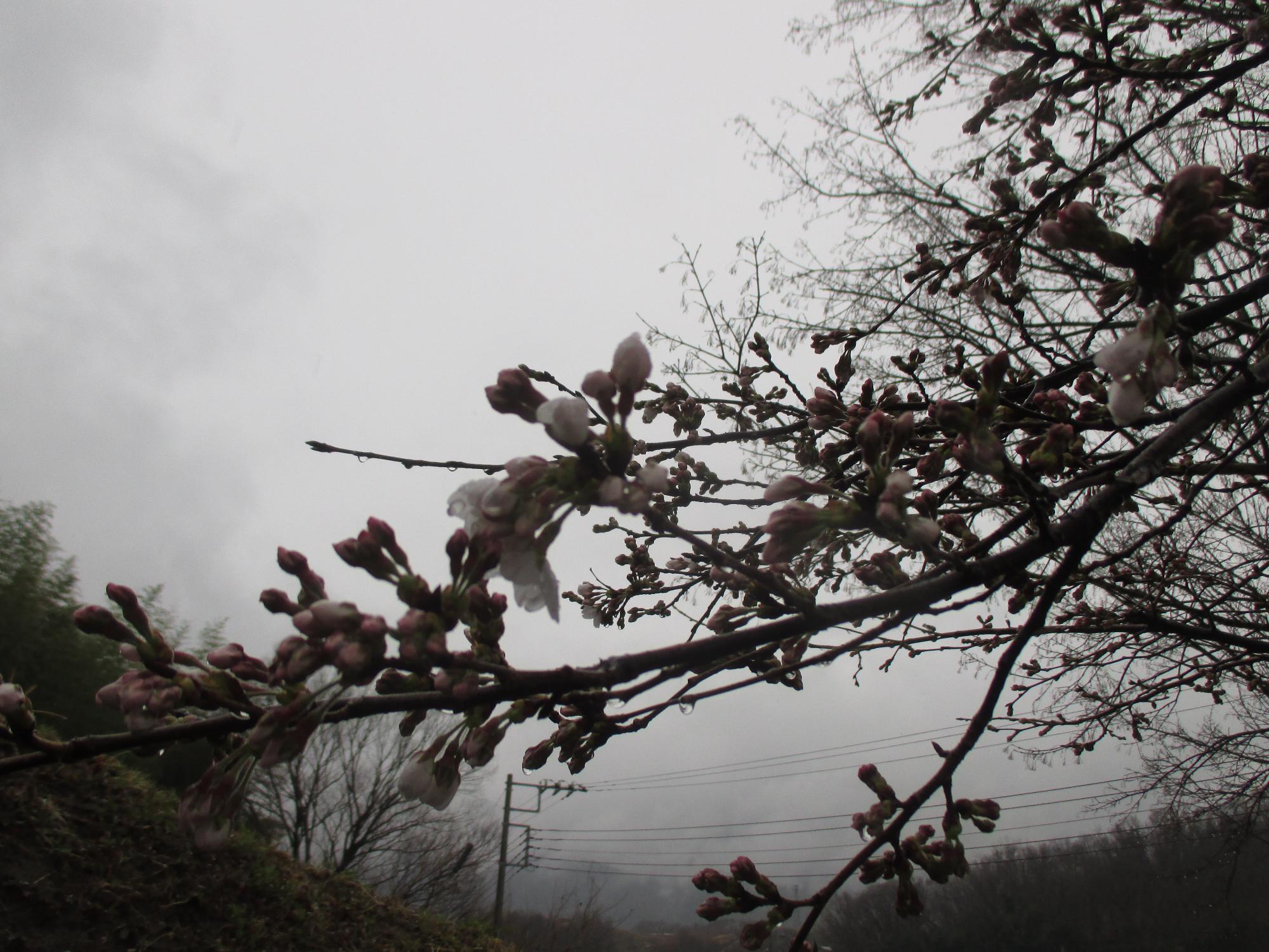 ３月２２日　神明の丘眺望公園開花状況