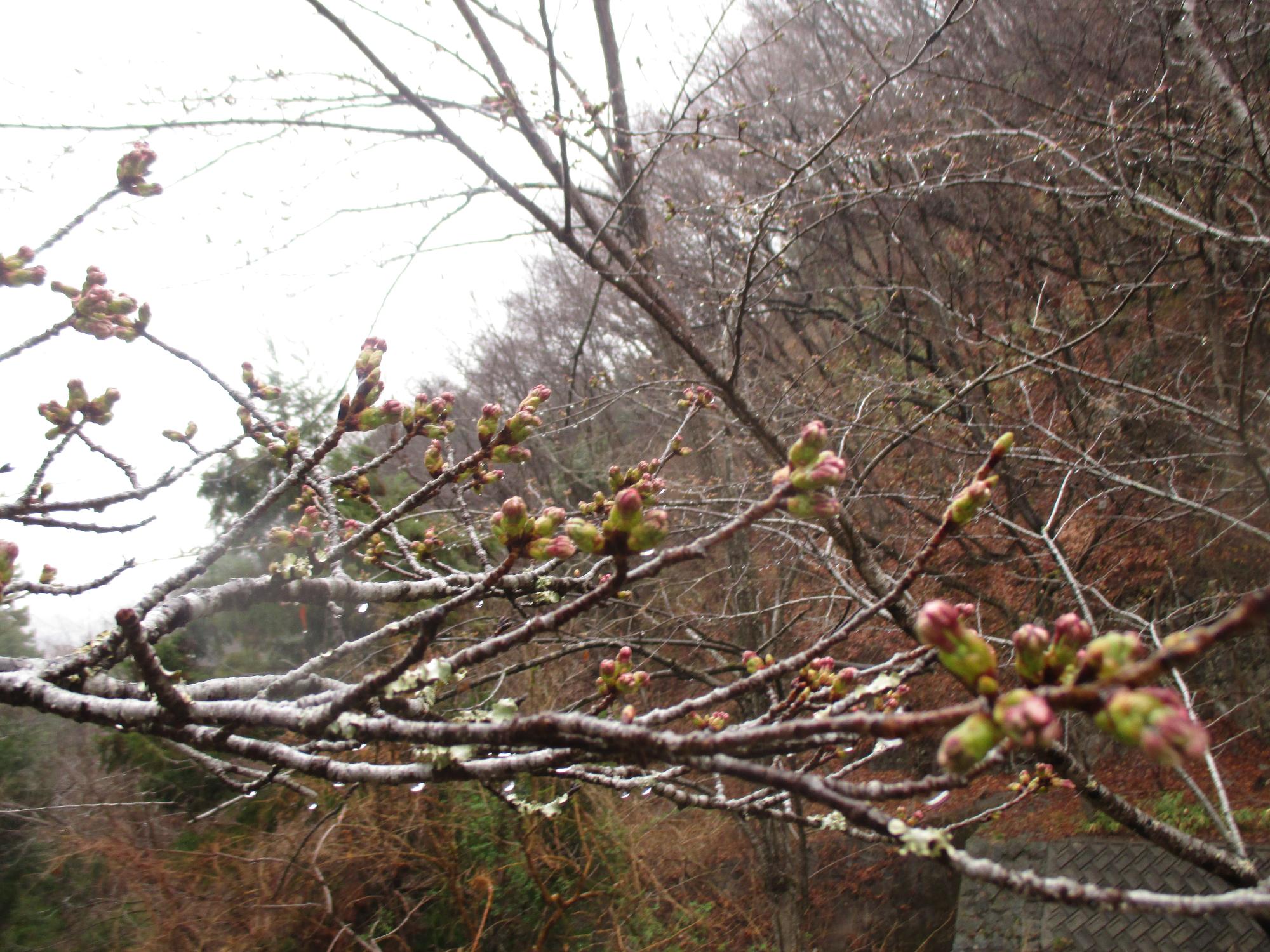 ３月２２日　山の神千本桜開花状況