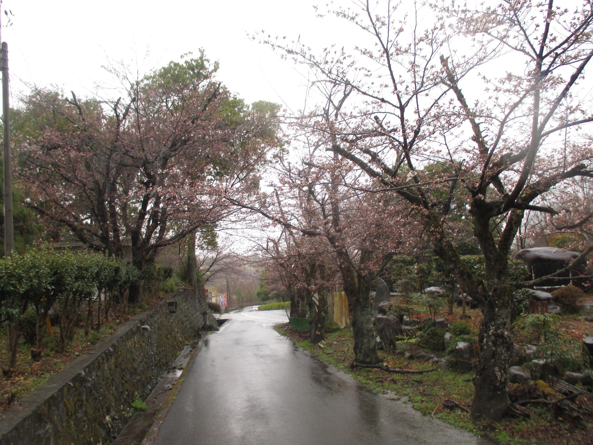 ３月２２日　シルクふれんどりぃ開花状況