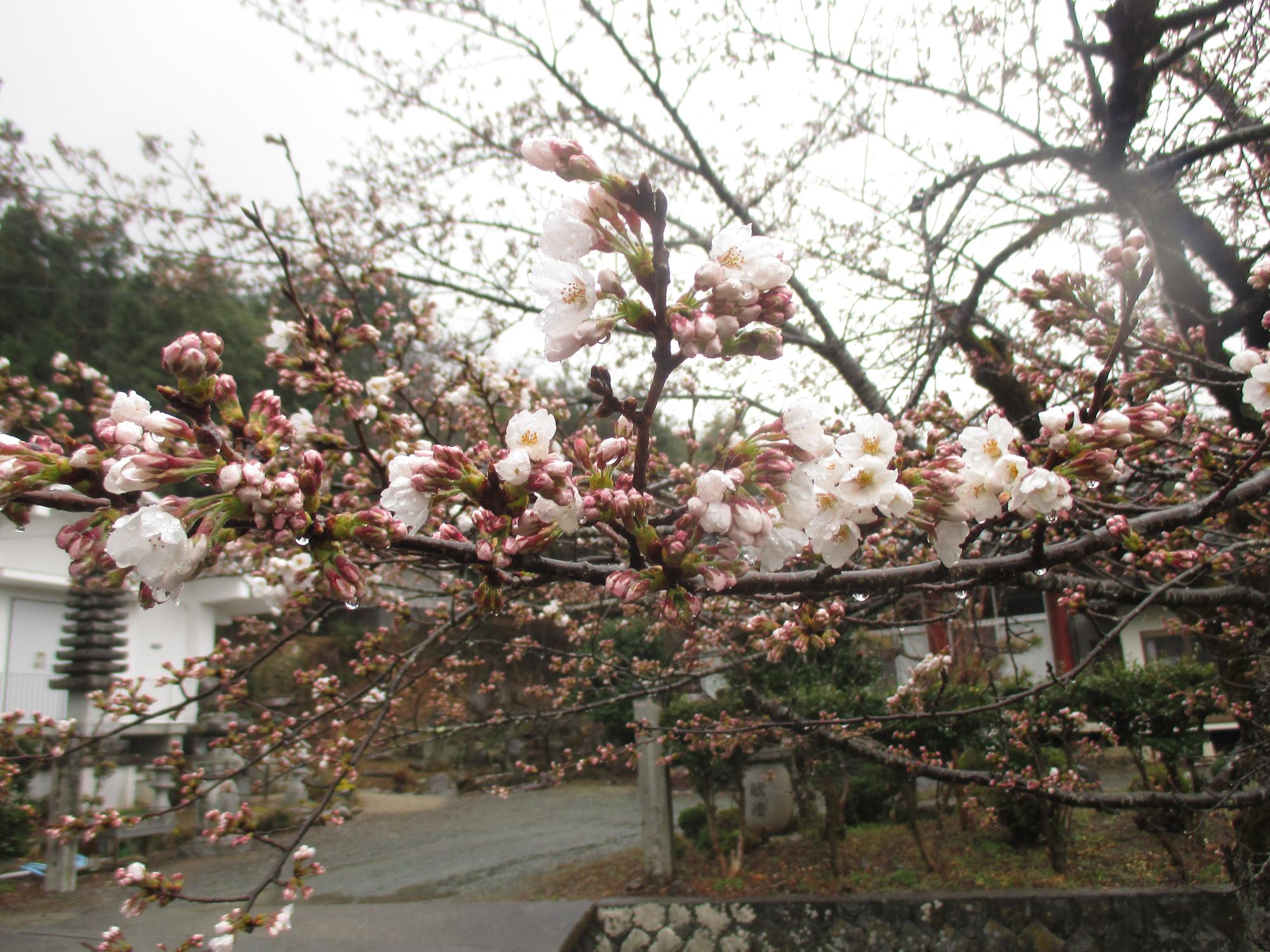 ３月２２日　シルクふれんどりぃ開花状況