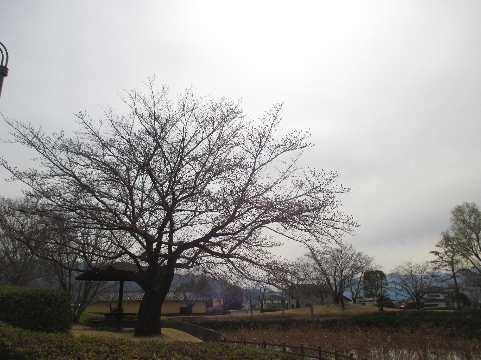 ３月２３日　玉穂ふるさとふれあい広場開花状況