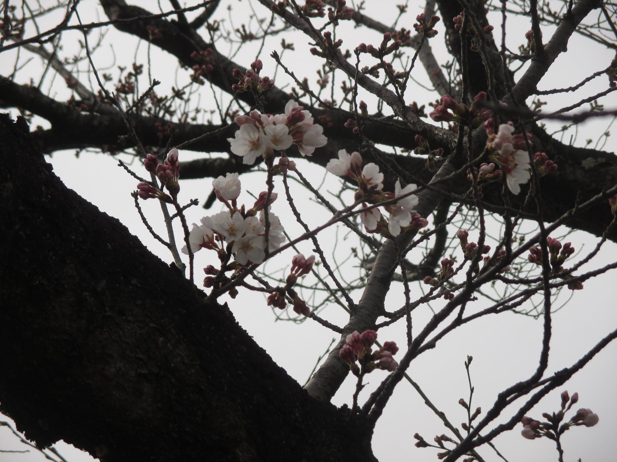 ３月２３日　玉穂ふるさとふれあい広場開花状況
