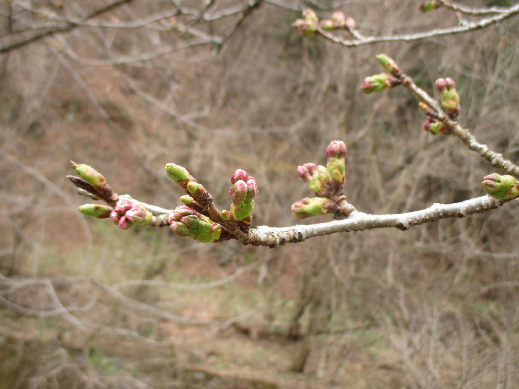 ３月２３日　山の神千本桜開花状況