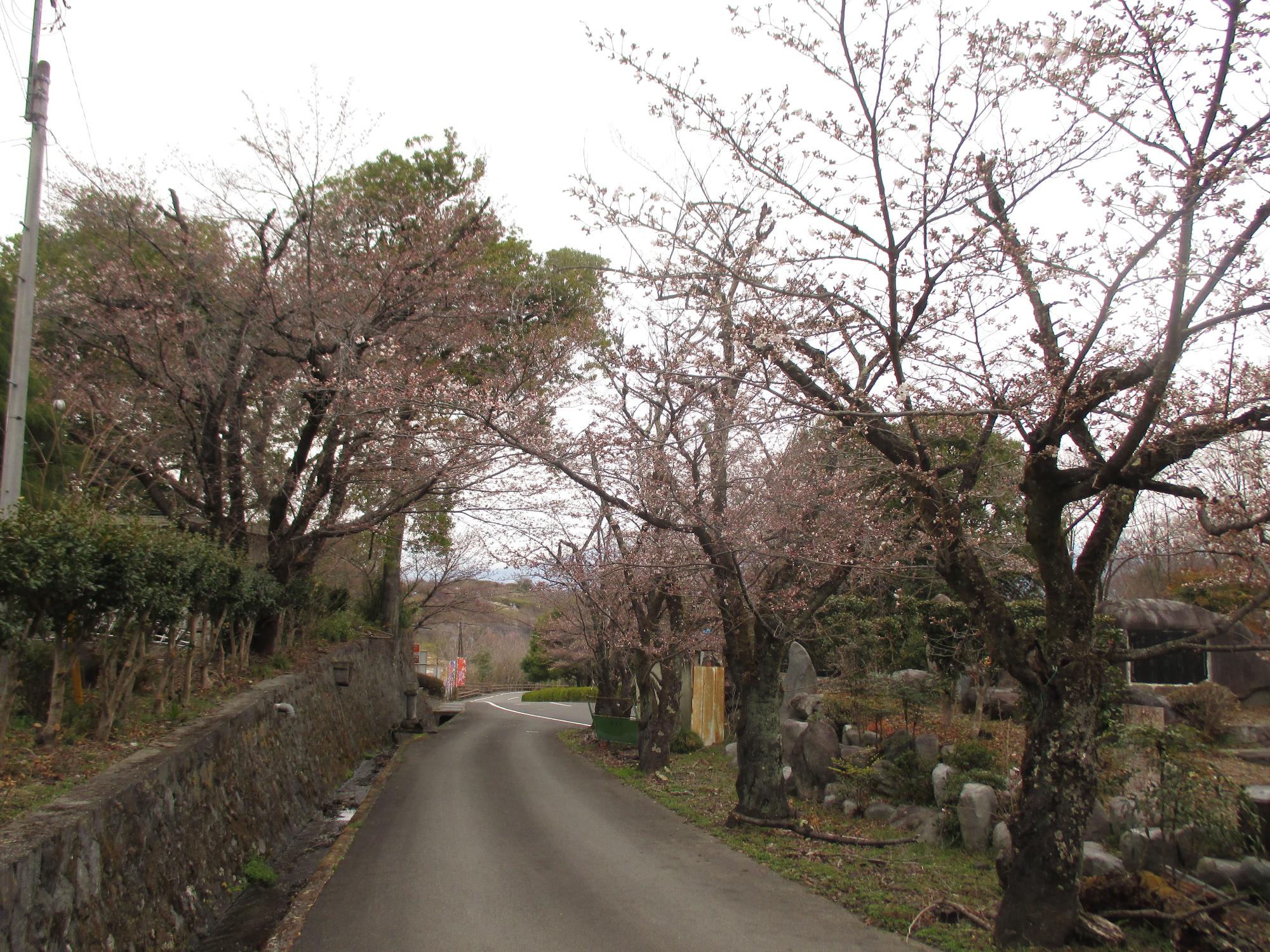 ３月２３日　シルクふれんどりぃ開花状況