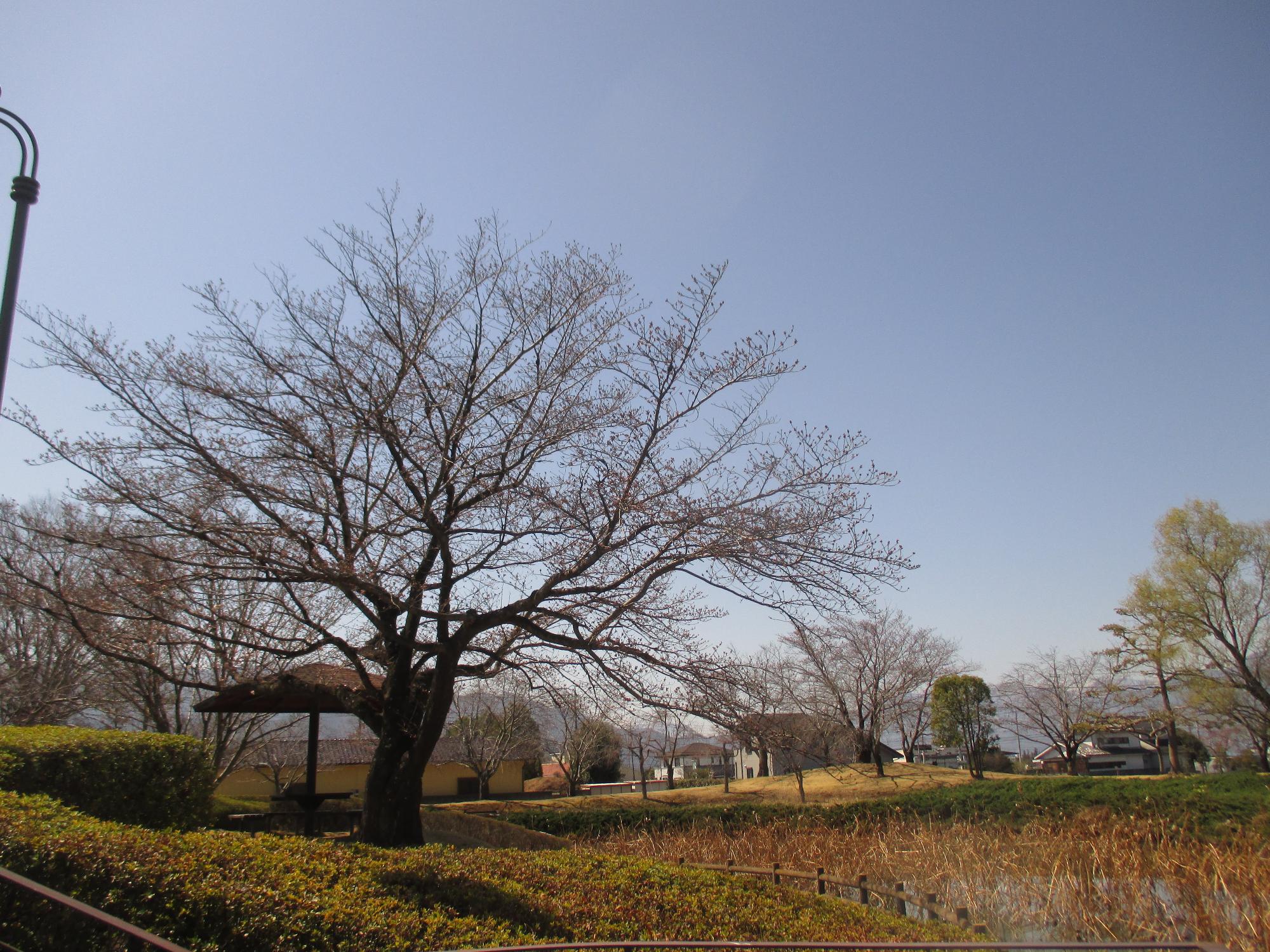 ３月２４日　玉穂ふるさとふれあい広場開花状況