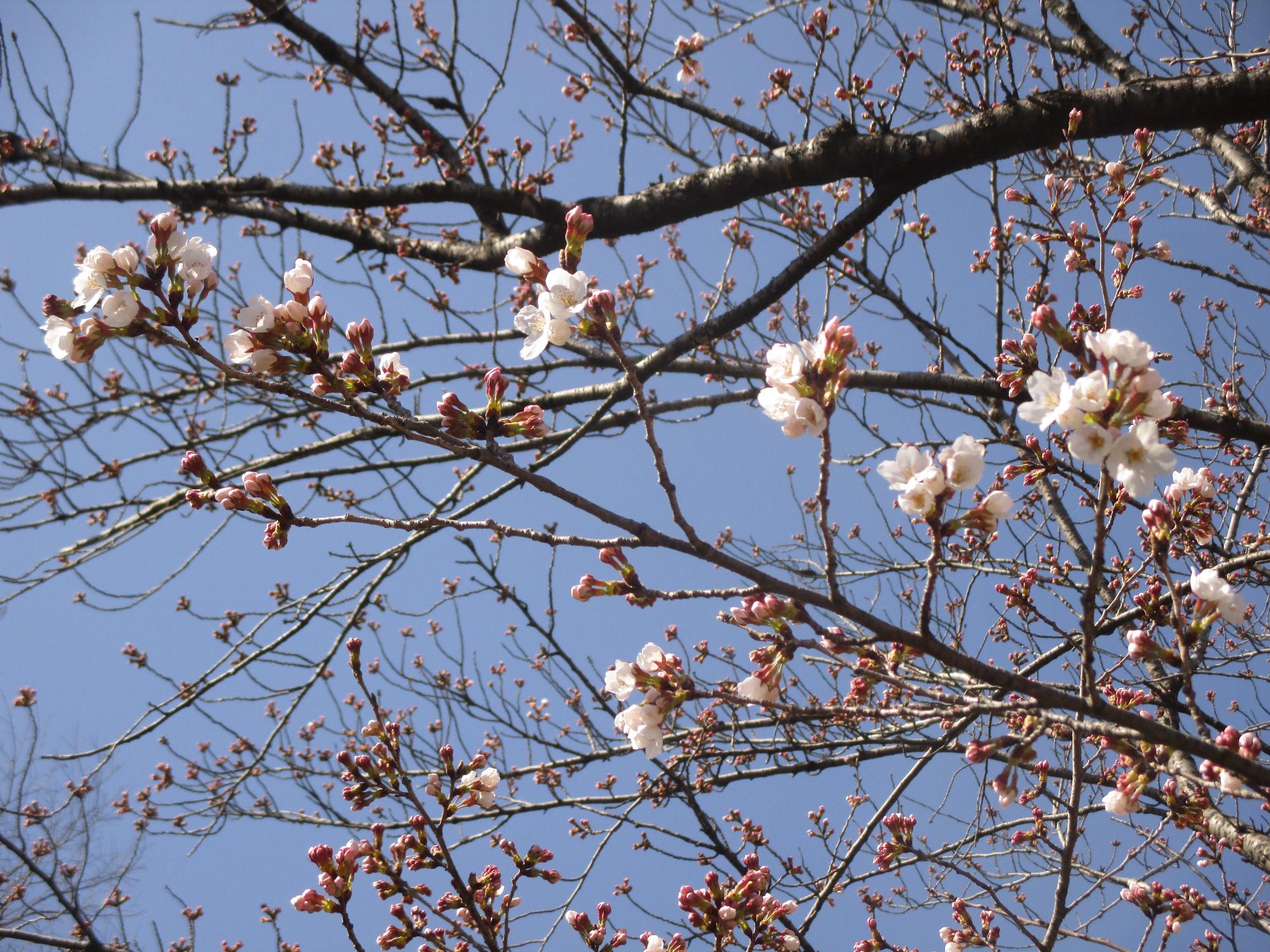 ３月２４日　玉穂ふるさとふれあい広場開花状況