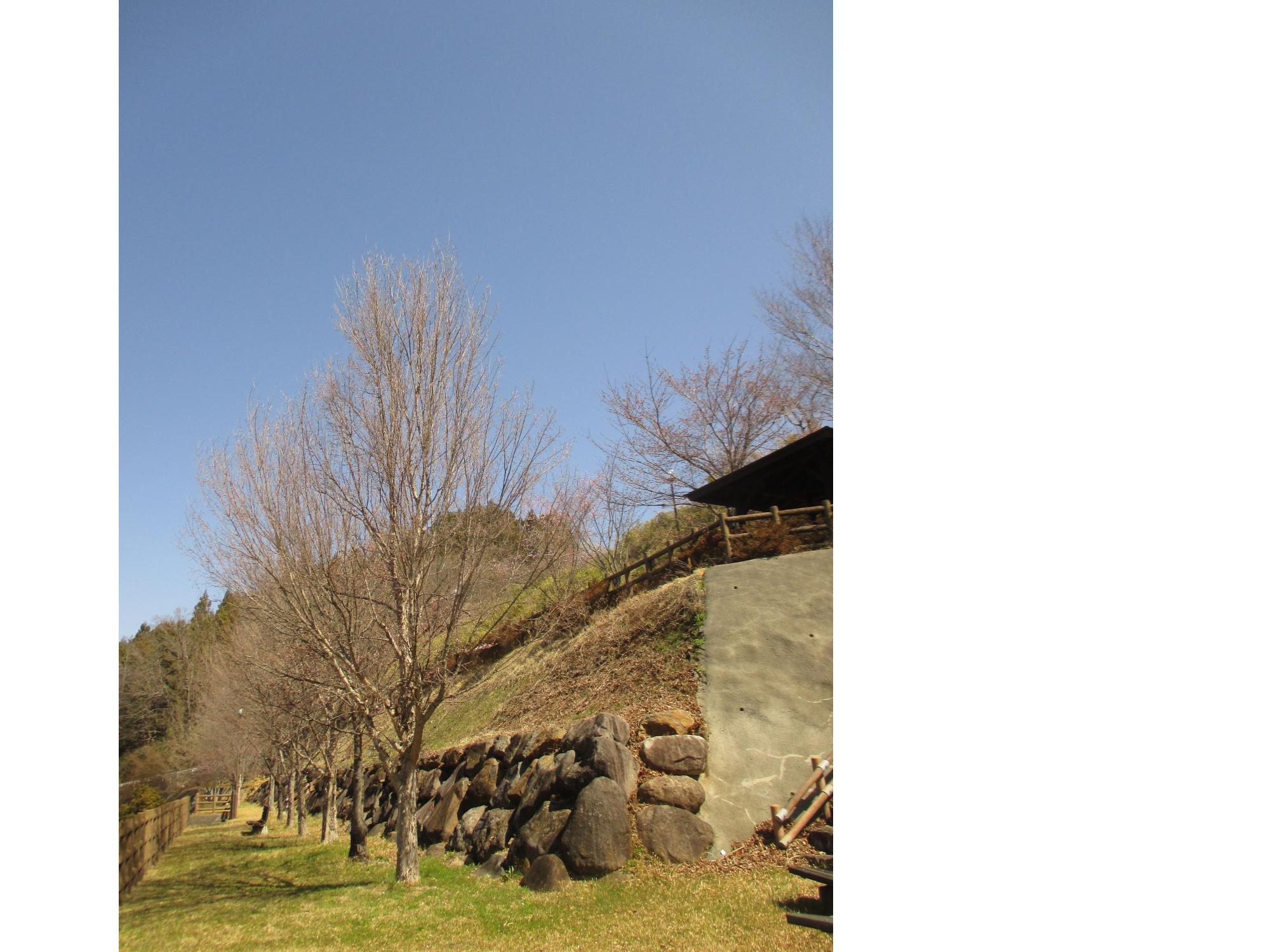 ３月２４日　神明の丘眺望公園開花状況