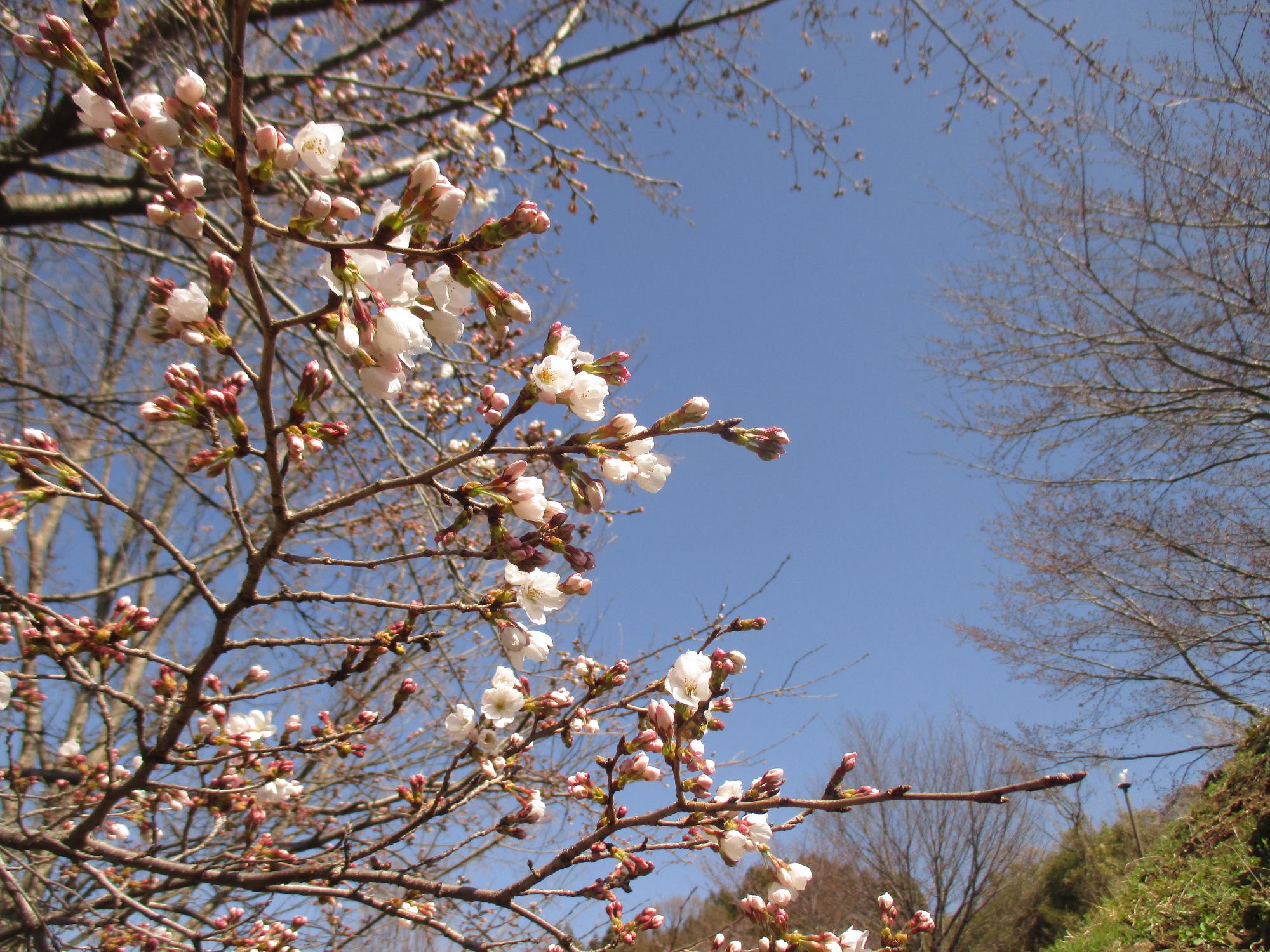 ３月２４日　神明の丘眺望公園開花状況