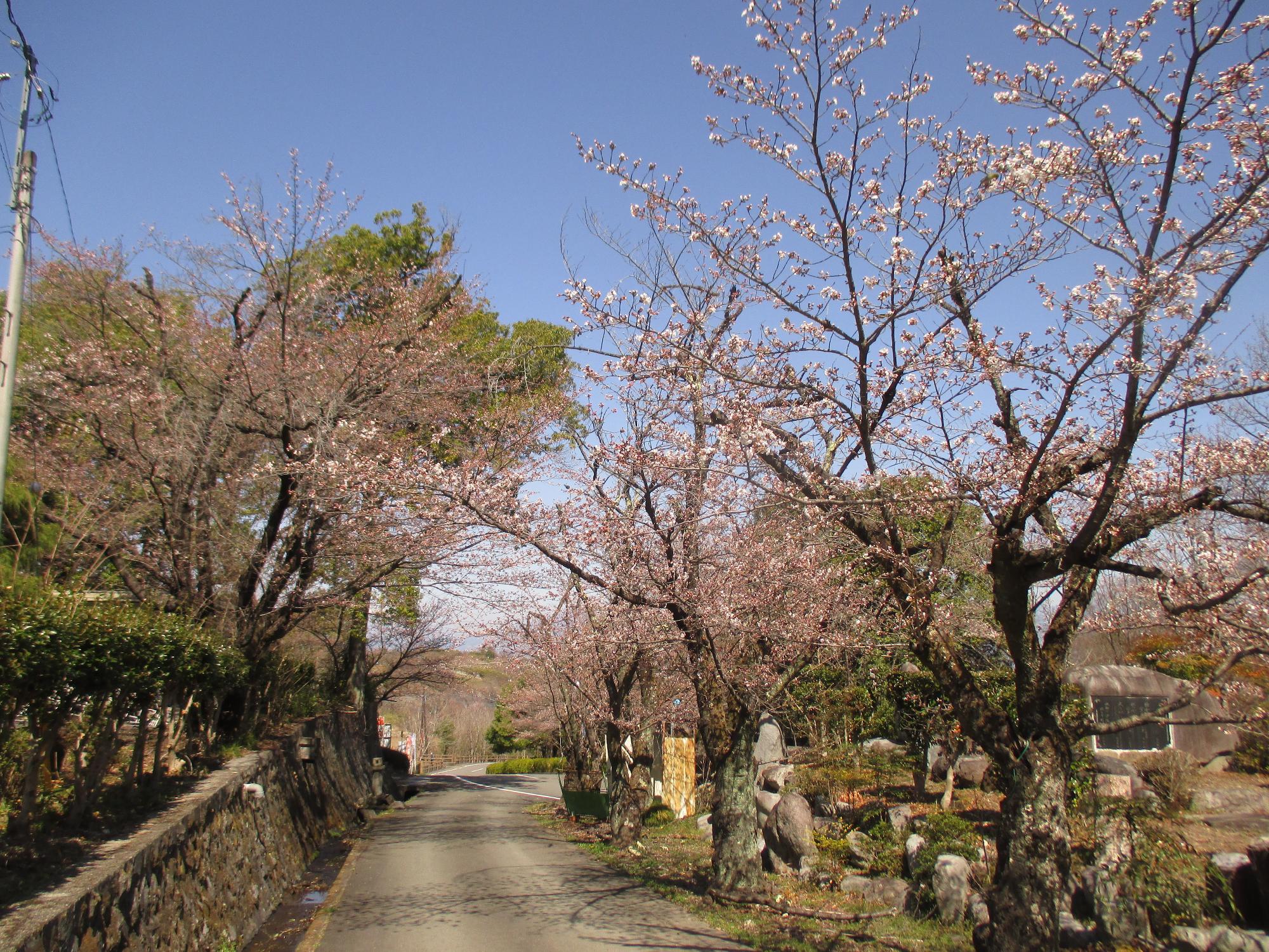 ３月２４日　シルクふれんどりぃ開花状況