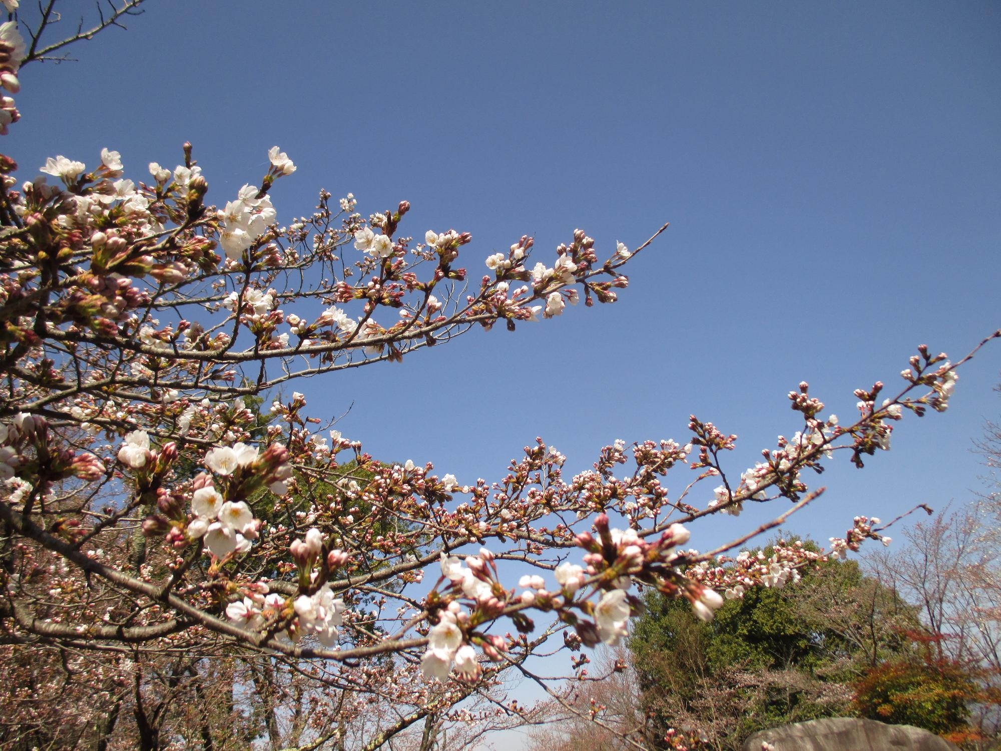 ３月２４日　シルクふれんどりぃ開花状況