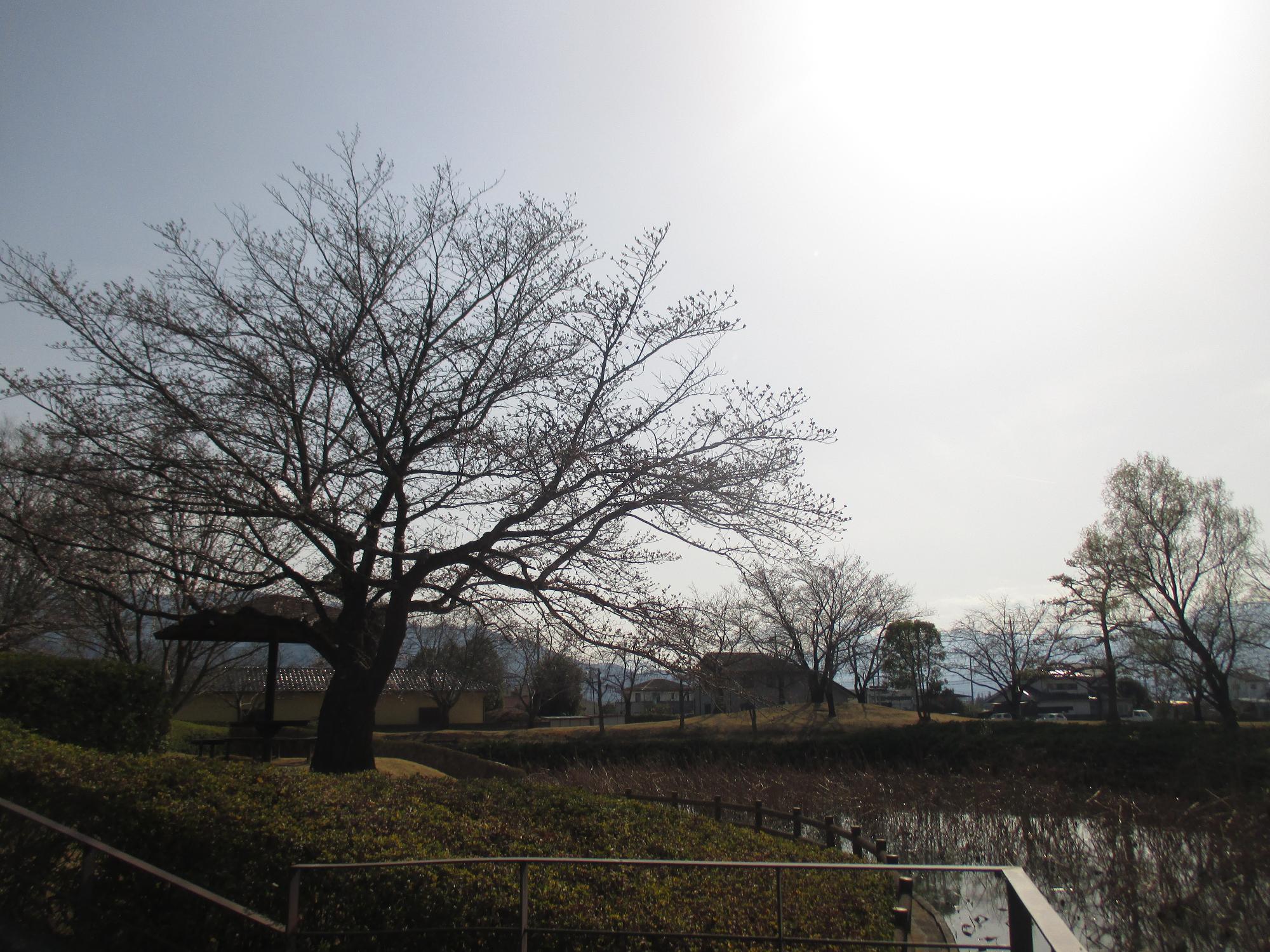 ３月２５日　玉穂ふるさとふれあい広場開花状況