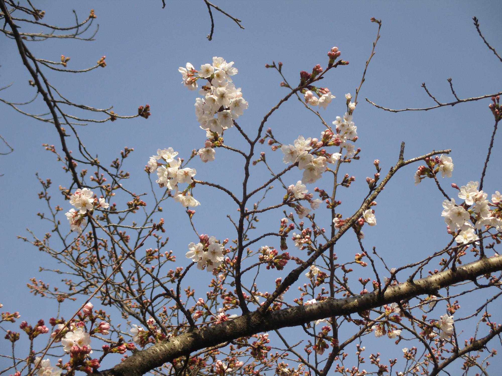 ３月２５日　玉穂ふるさとふれあい広場開花状況
