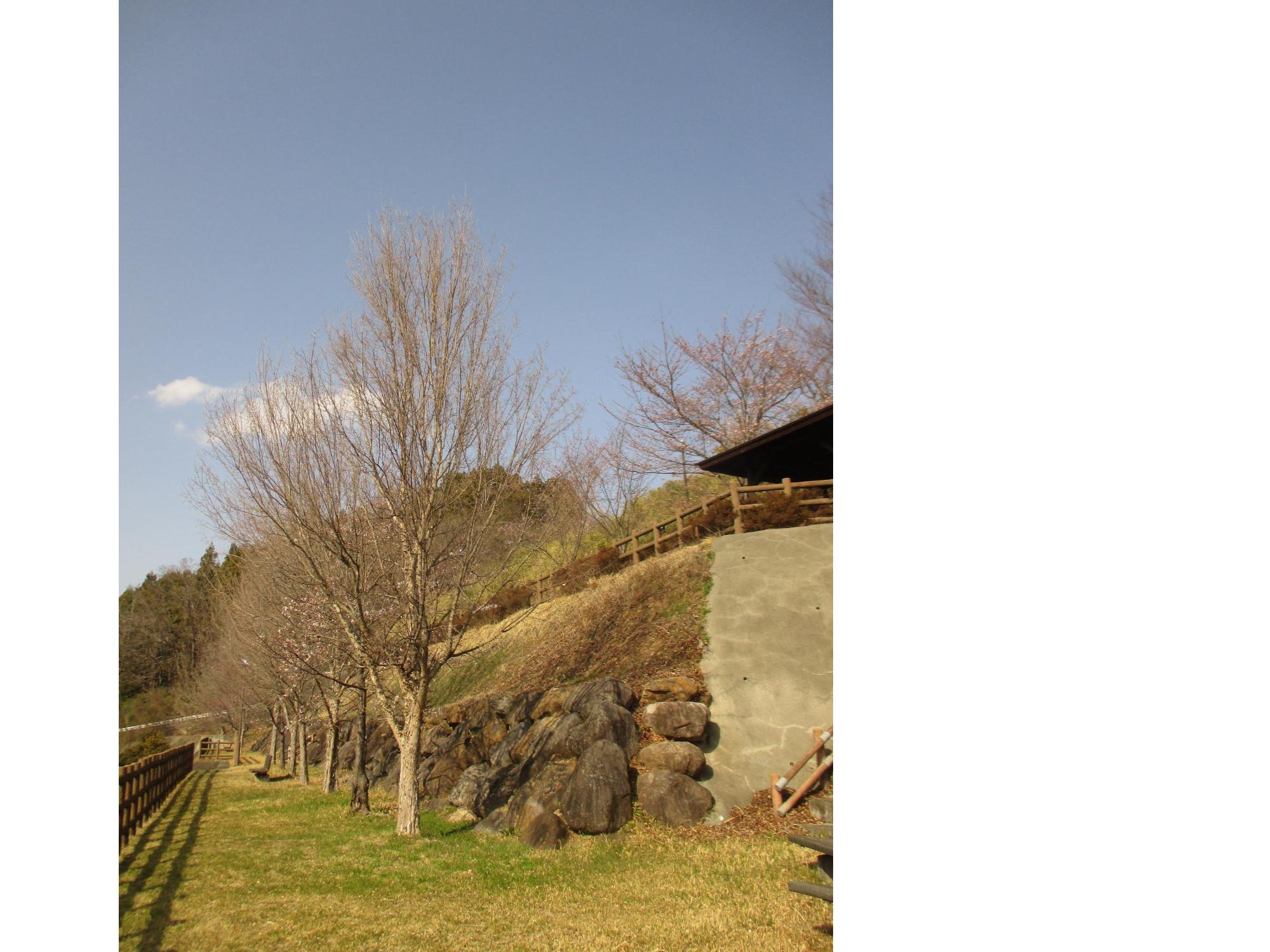 ３月２５日　神明の丘眺望公園開花状況