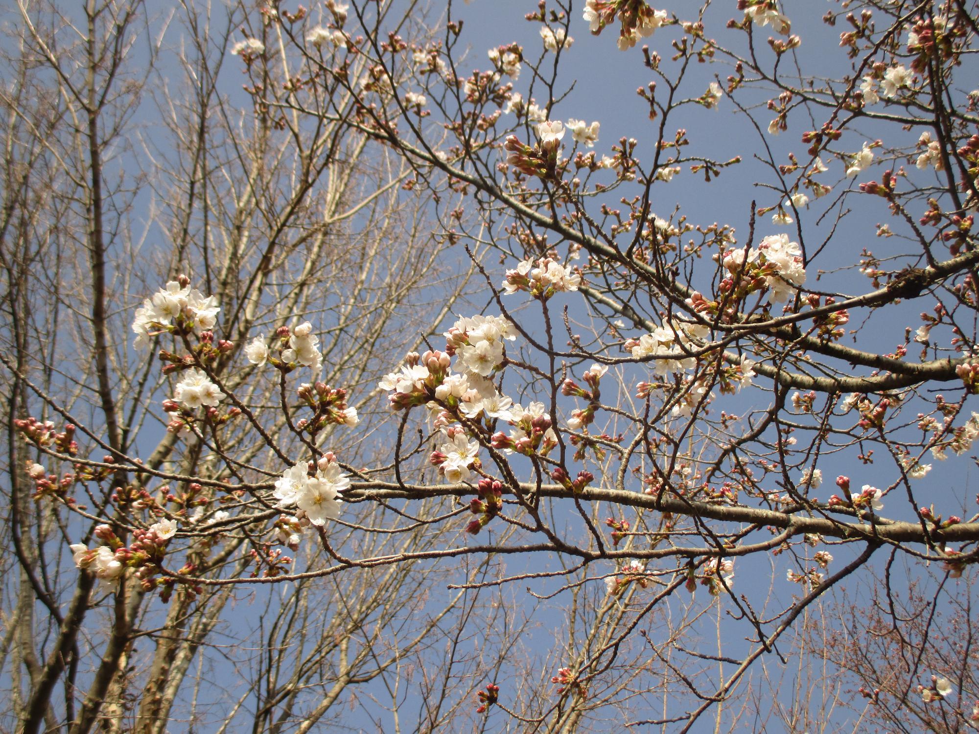 ３月２５日　神明の丘眺望公園開花状況