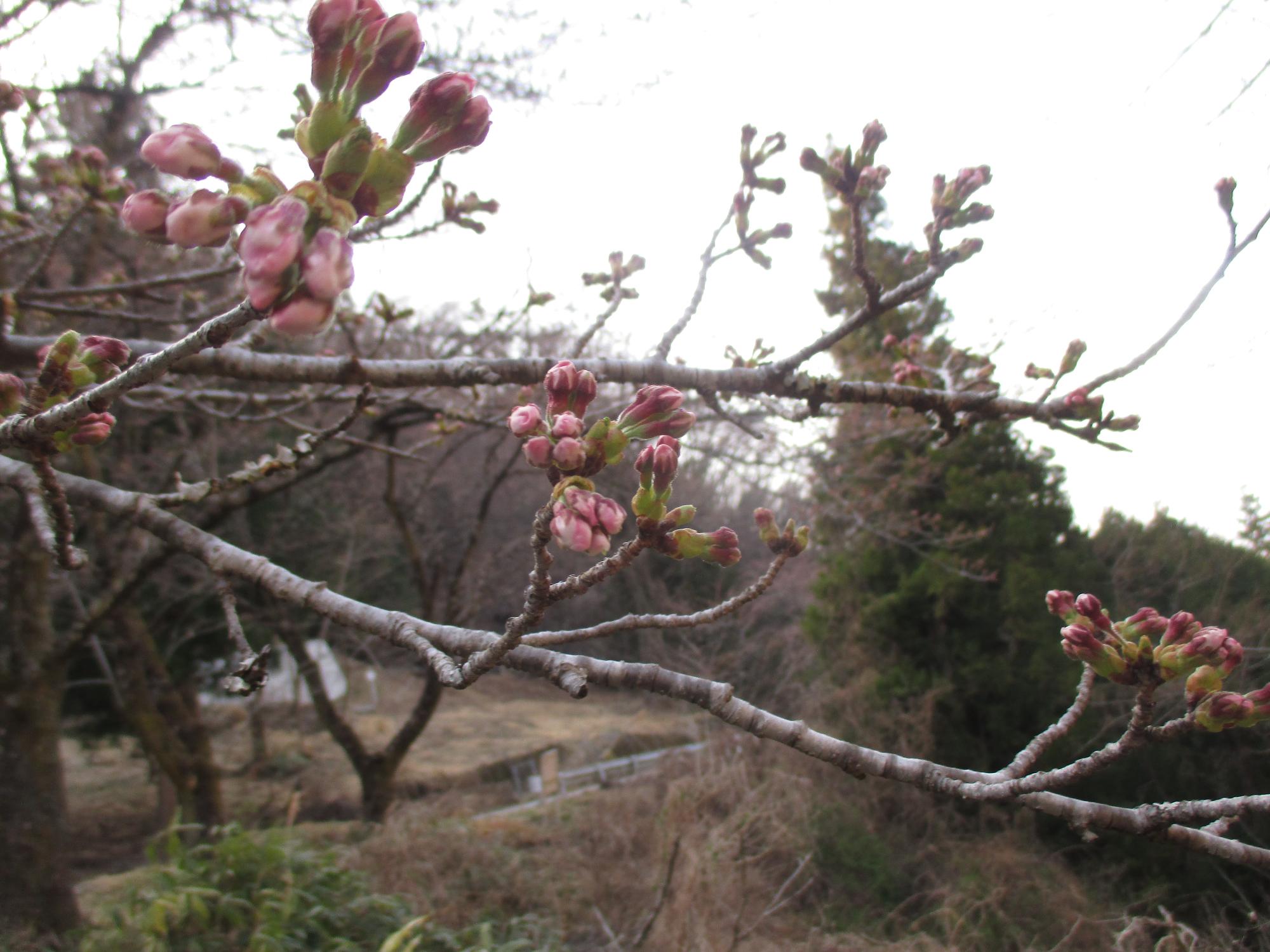 ３月２５日　山の神千本桜開花状況
