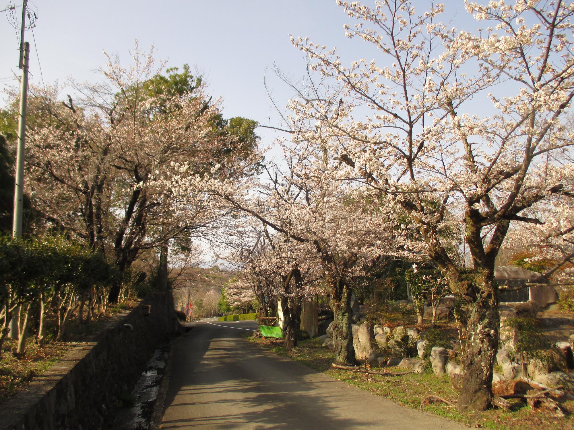 ３月２５日　シルクふれんどりぃ開花状況