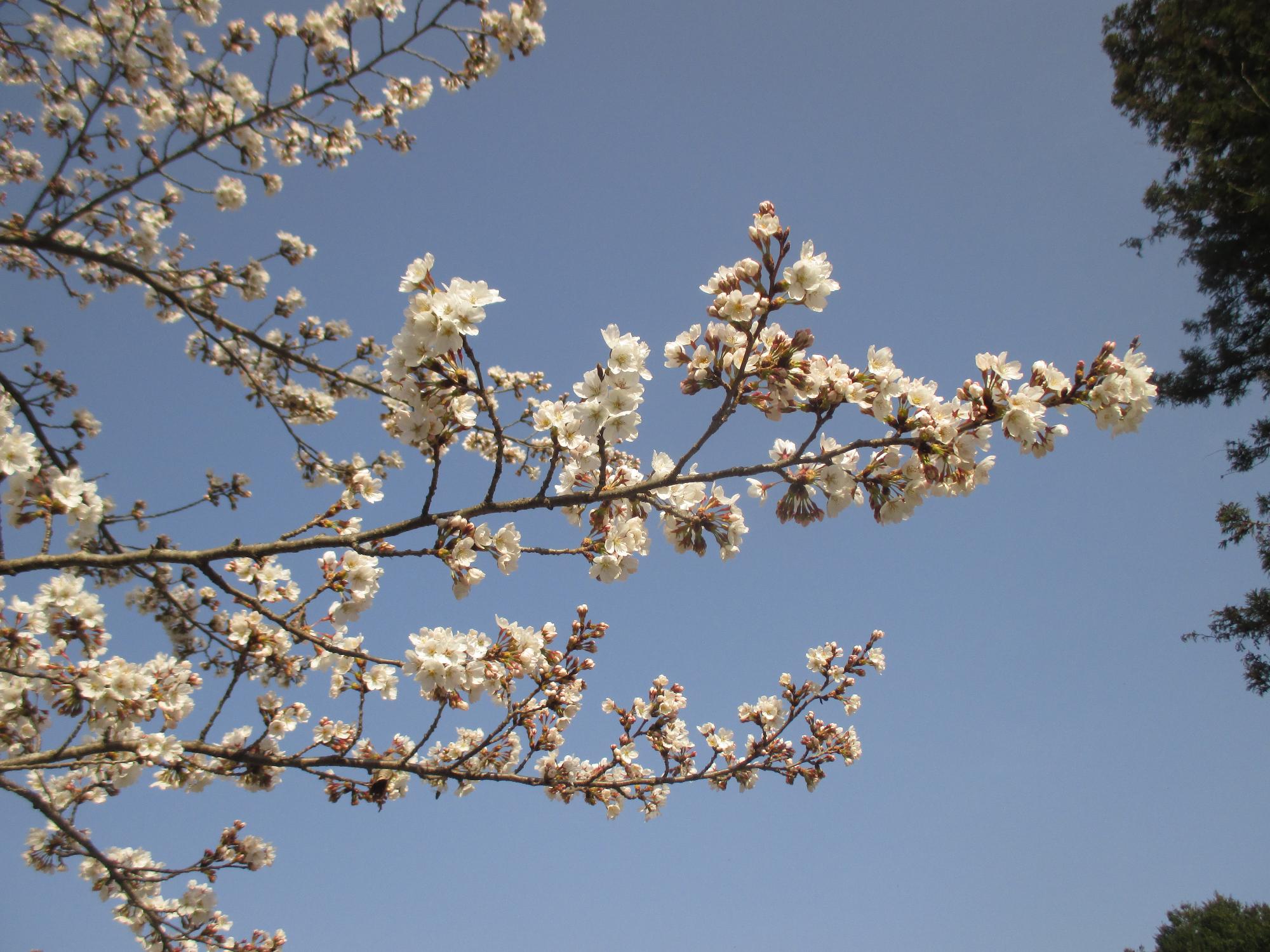 ３月２５日　シルクふれんどりぃ開花状況