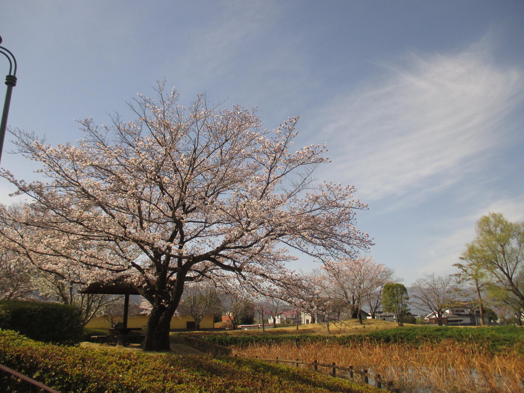 ３月２８日　玉穂ふるさとふれあい広場開花状況