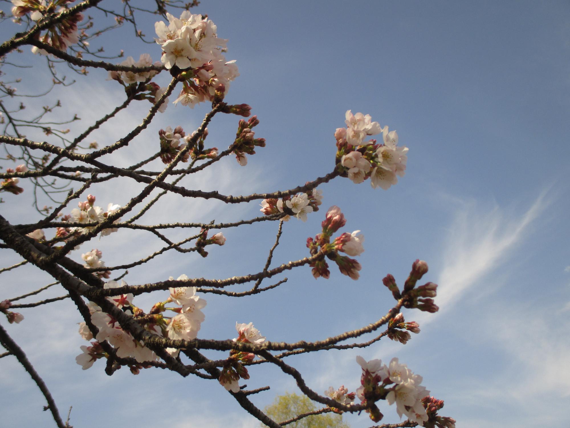 ３月２８日　玉穂ふるさとふれあい広場開花状況