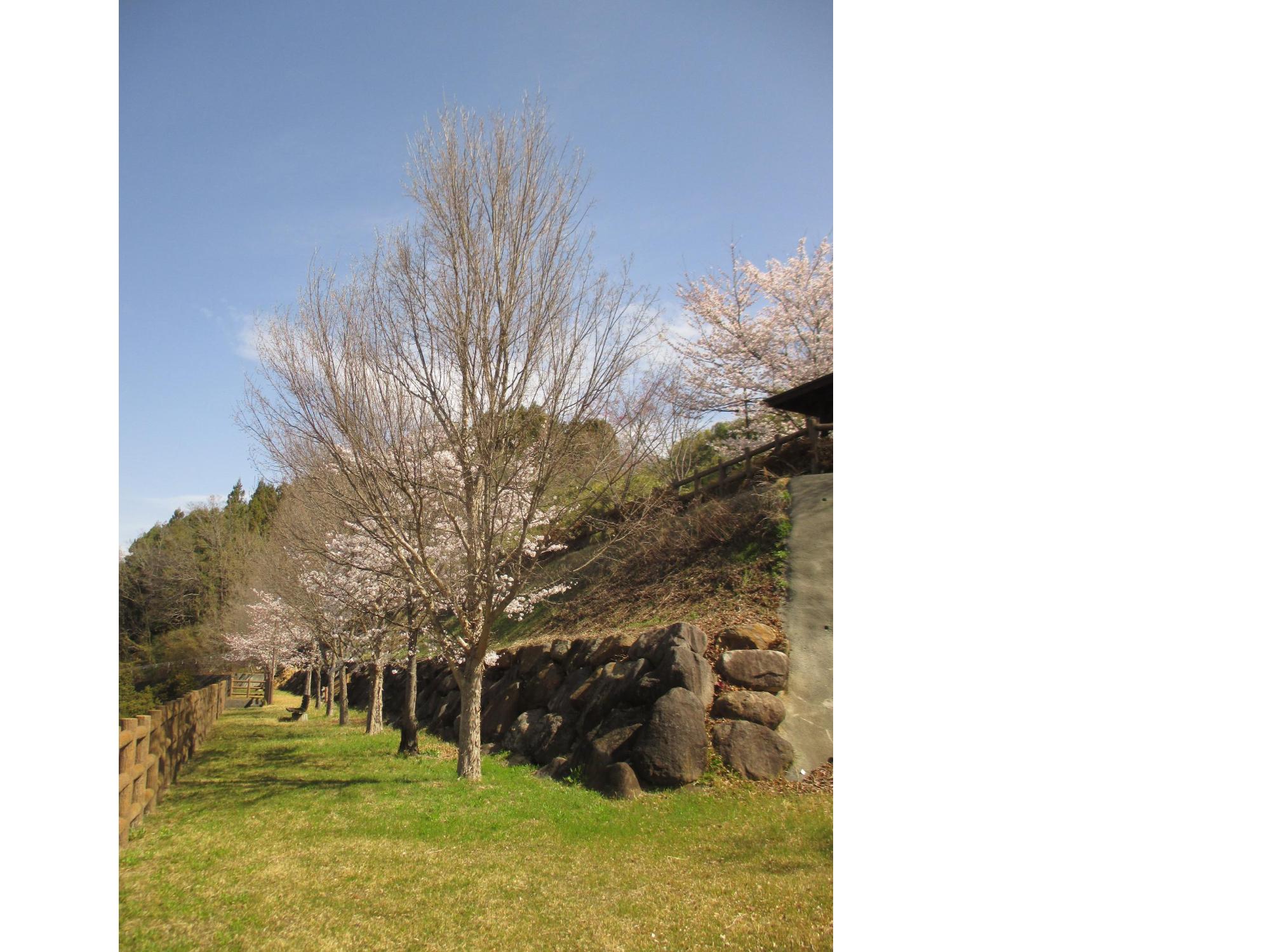 ３月２８日　神明の丘眺望公園開花状況