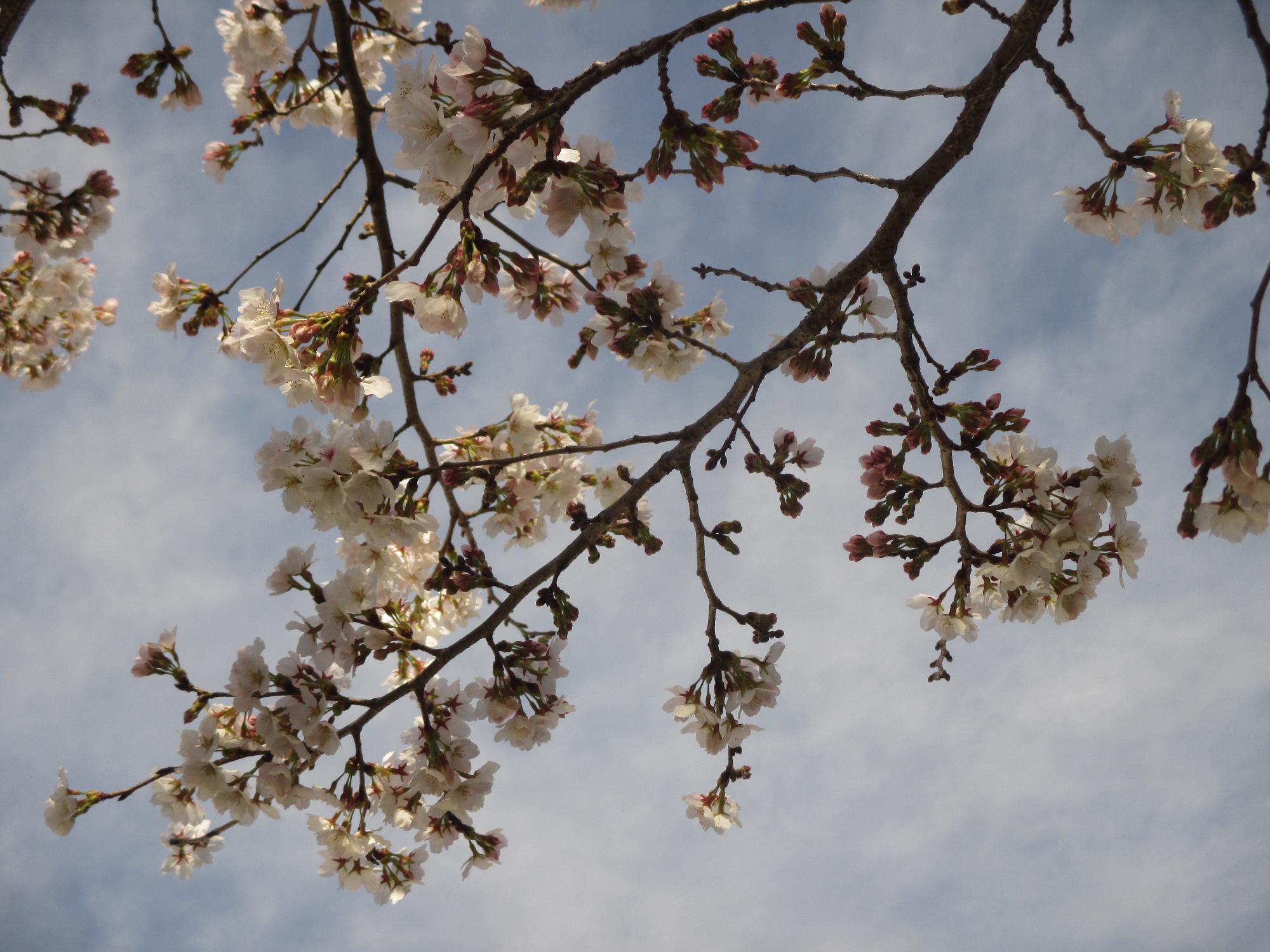 ３月２８日　神明の丘眺望公園開花状況