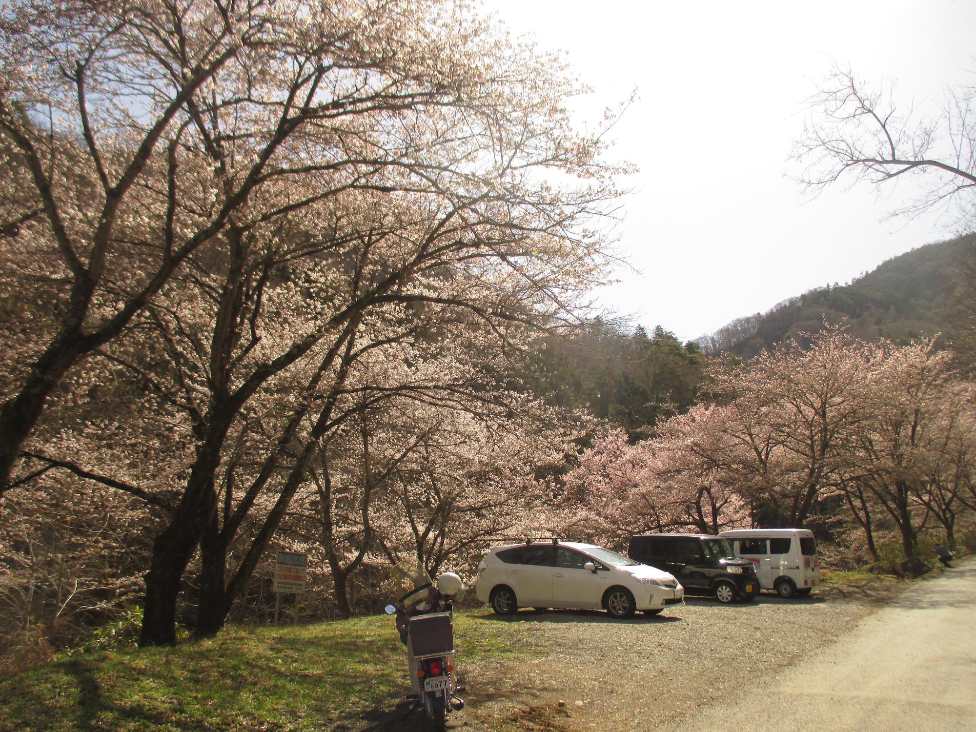 ３月２８日　山の神千本桜開花状況