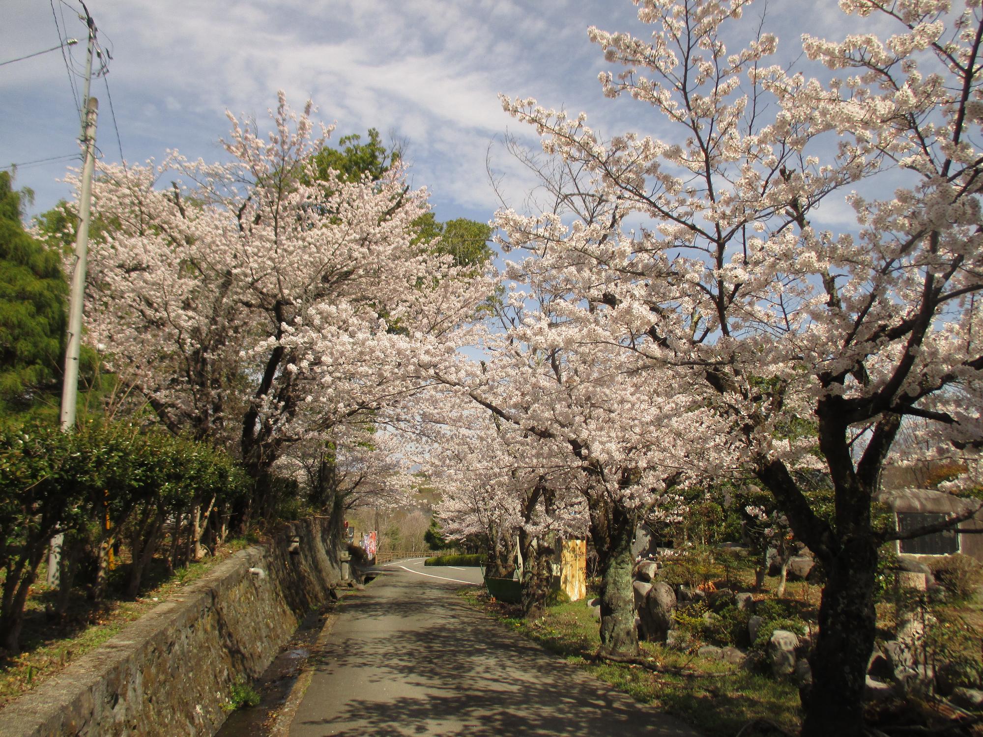 ３月２８日　シルクふれんどりぃ開花状況