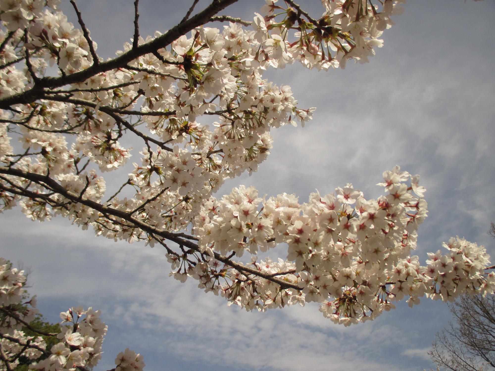 ３月２８日　シルクふれんどりぃ開花状況