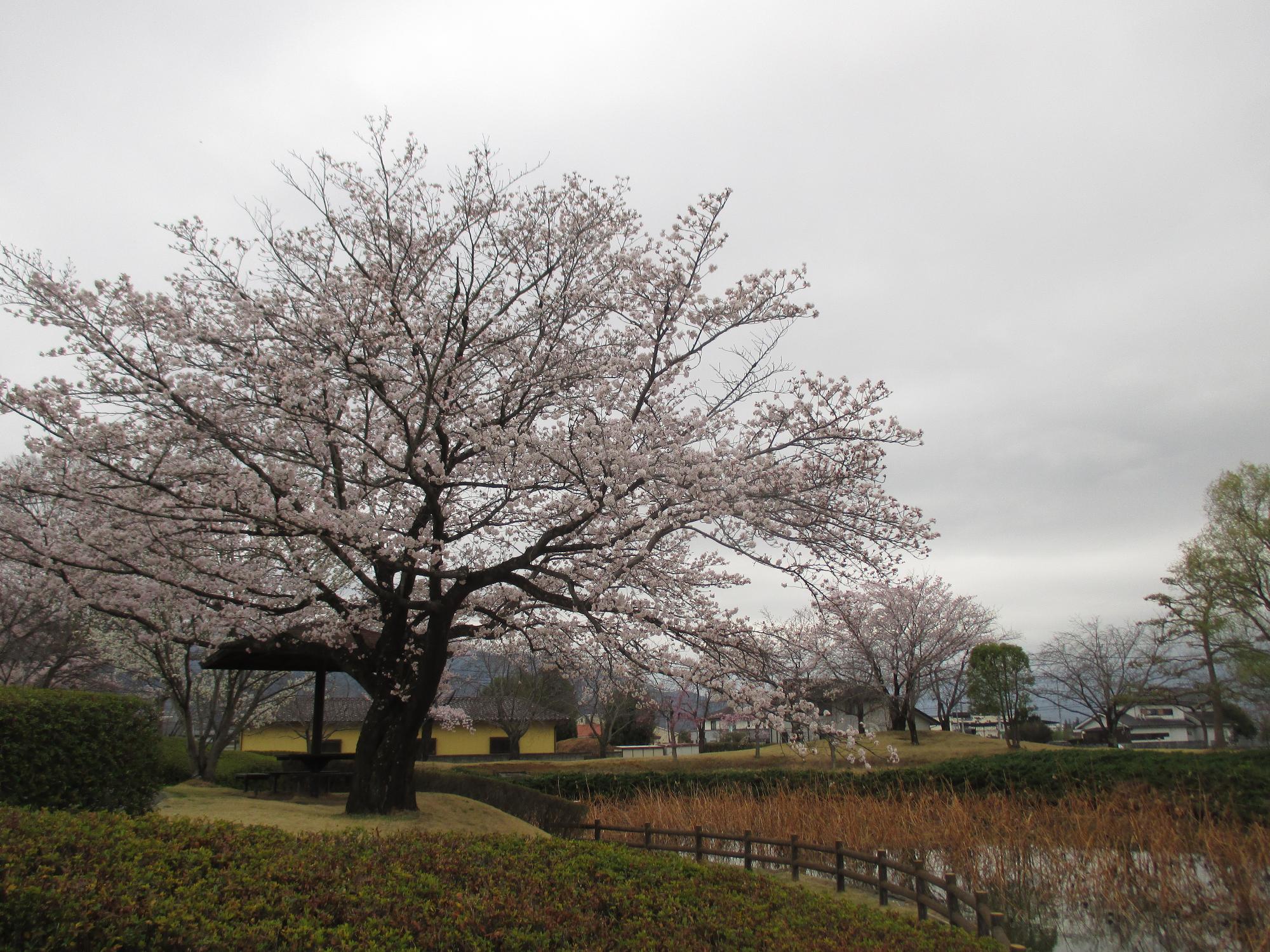 ３月２９日　玉穂ふるさとふれあい広場開花状況