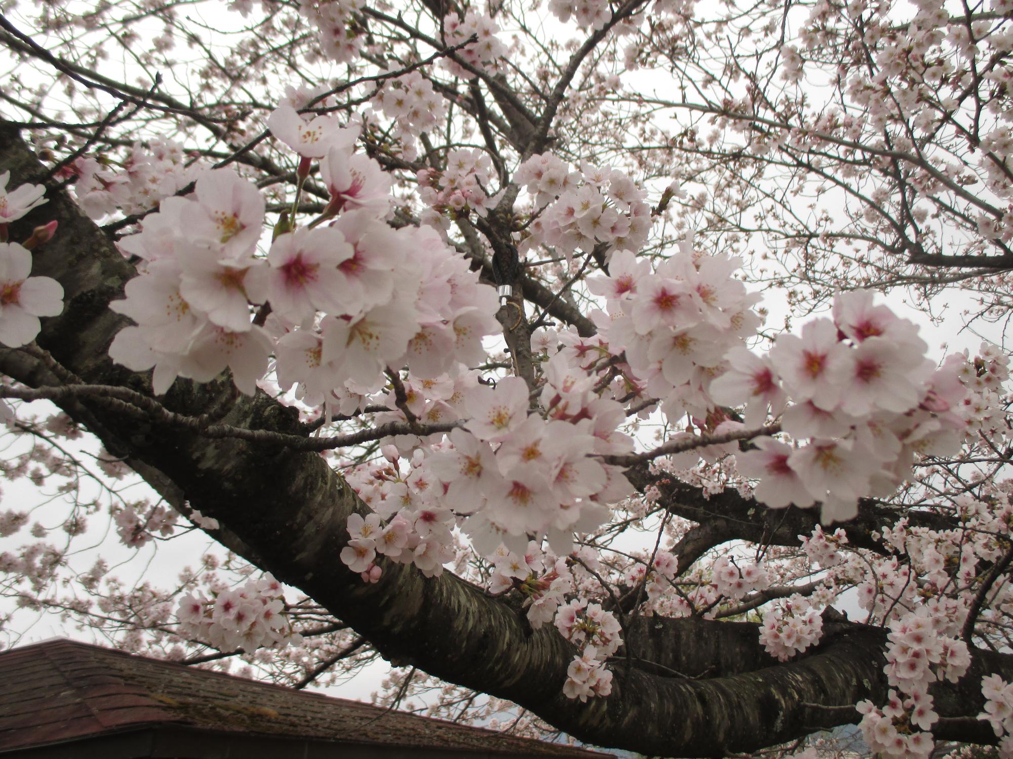 ３月２９日　玉穂ふるさとふれあい広場開花状況