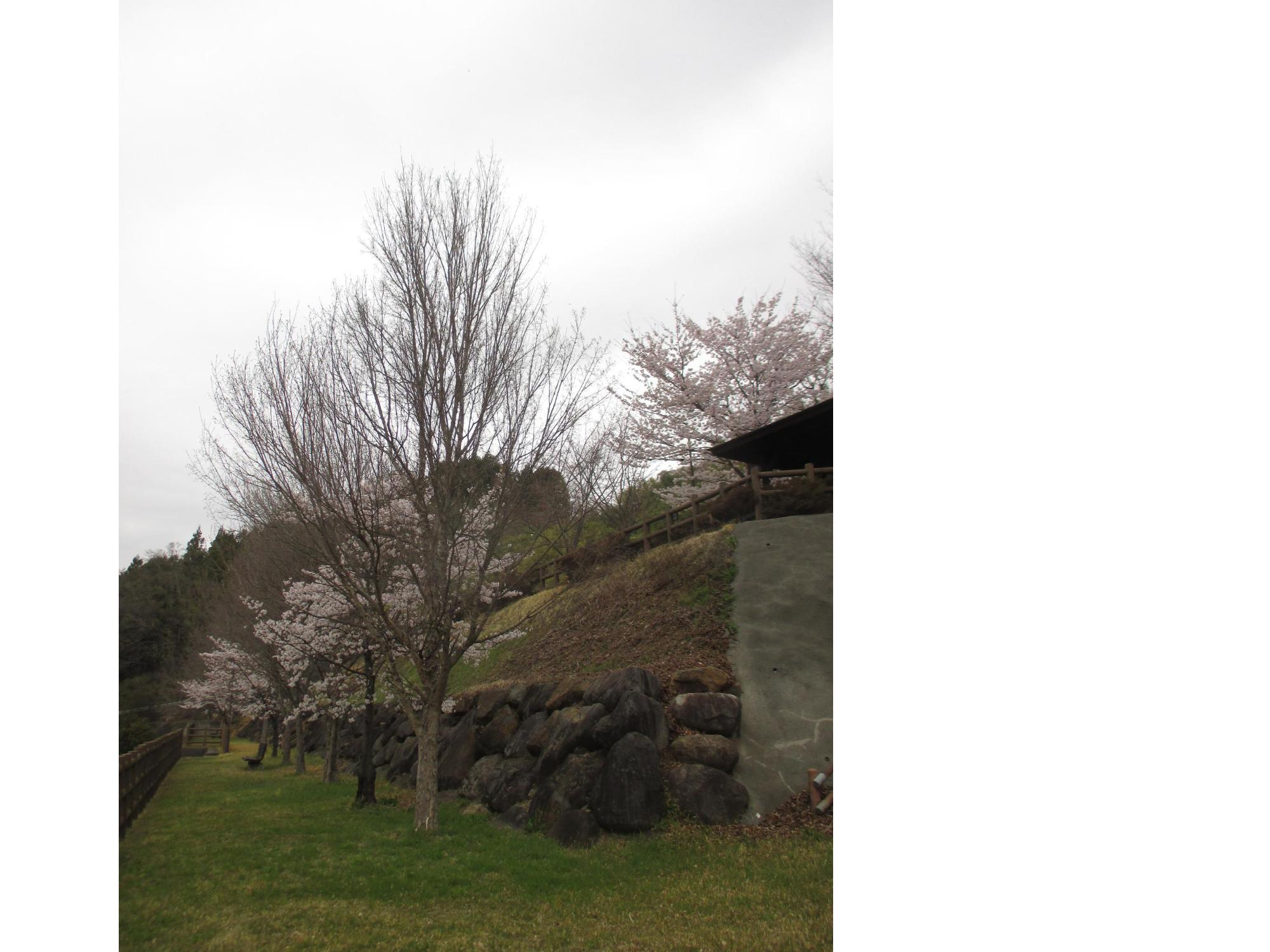 ３月２９日　神明の丘眺望公園開花状況