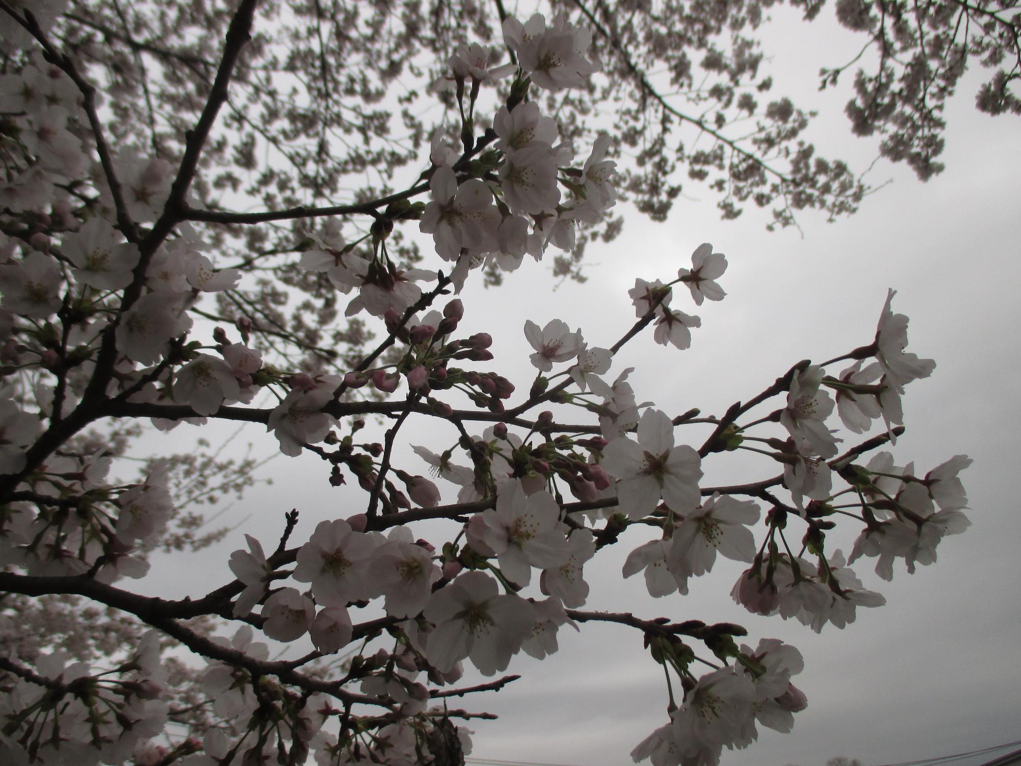 ３月２９日　神明の丘眺望公園開花状況