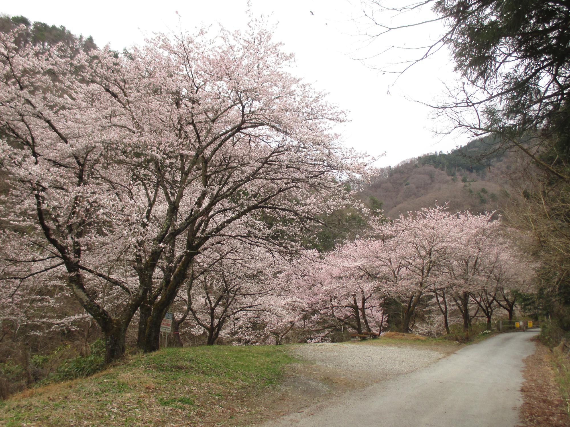 ３月２９日　山の神千本桜開花状況