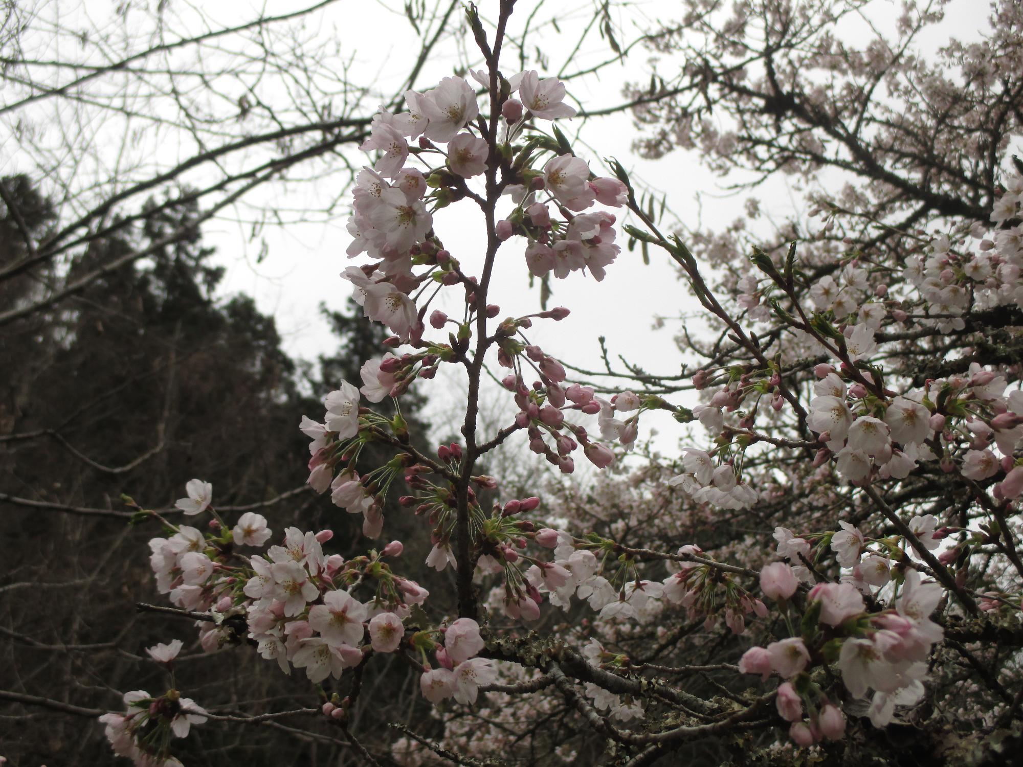 ３月２９日　山の神千本桜開花状況