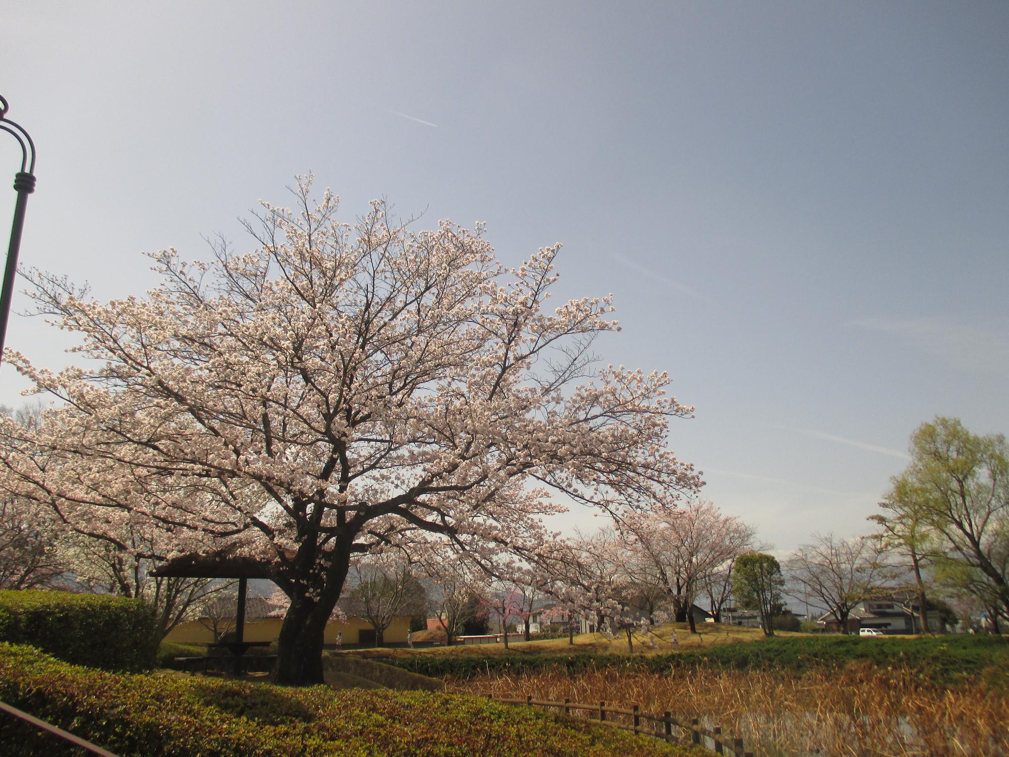 ３月３０日　玉穂ふるさとふれあい広場開花状況