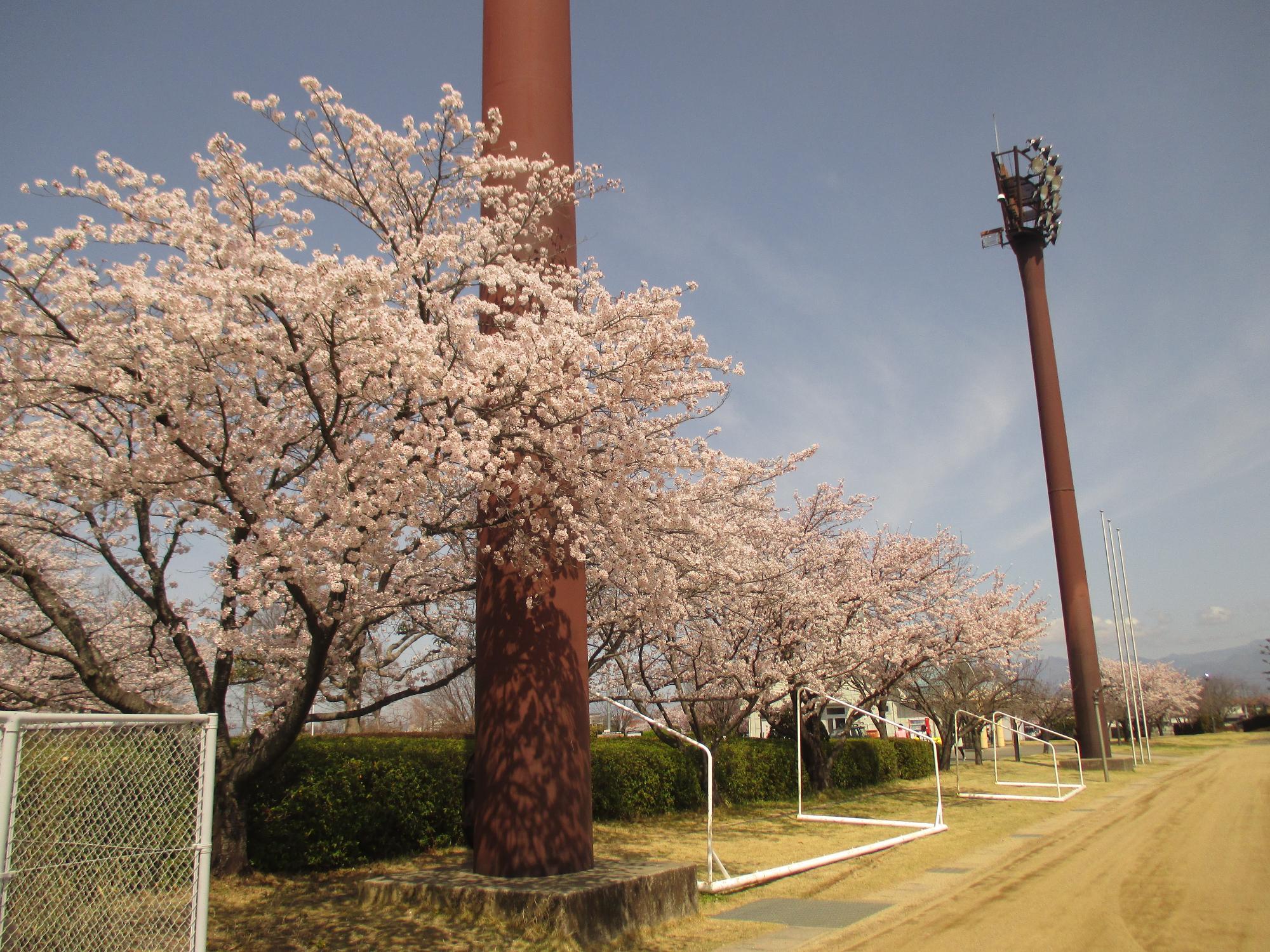 ３月３０日　玉穂ふるさとふれあい広場開花状況