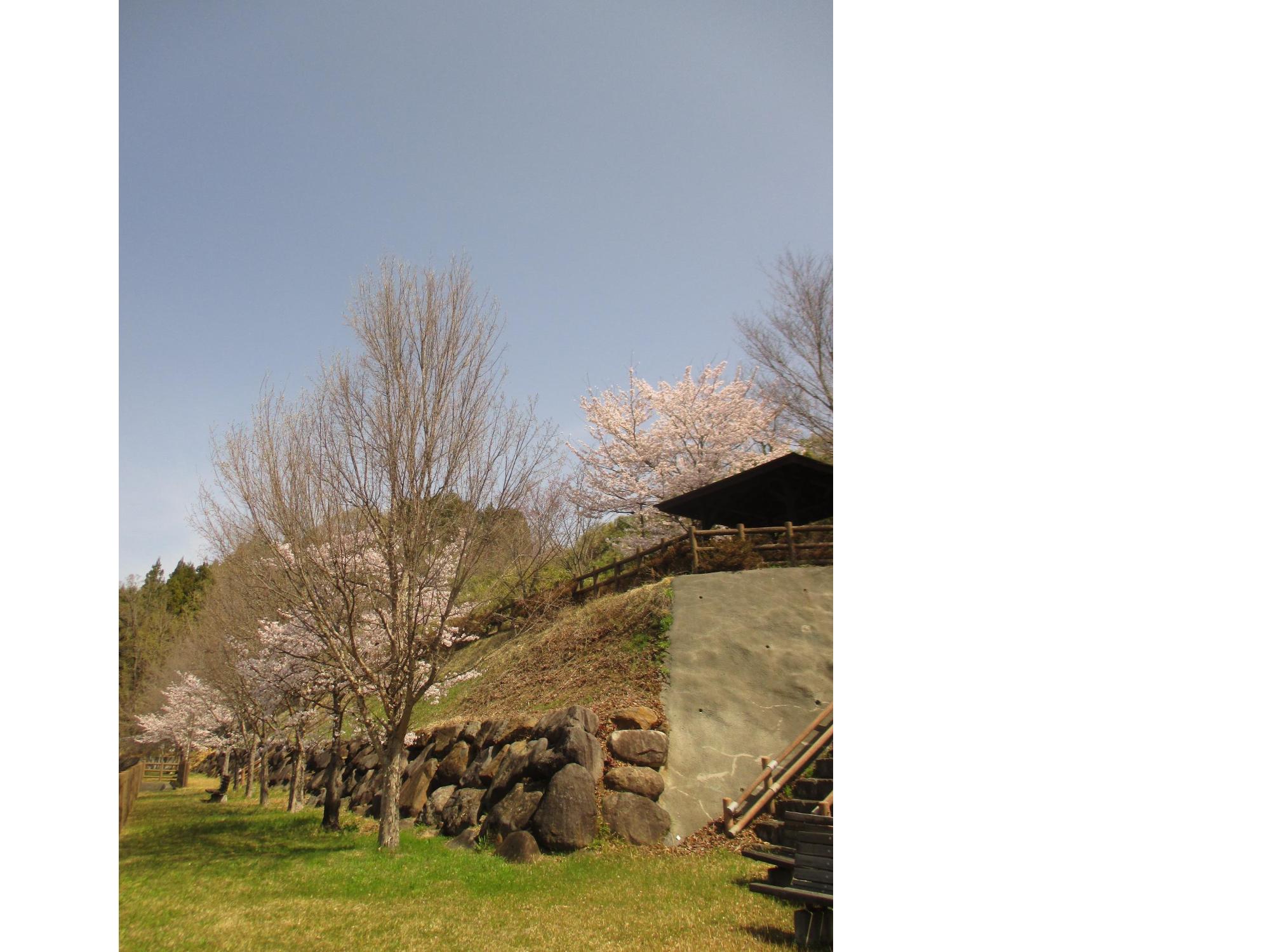 ３月３０日　神明の丘眺望公園開花状況